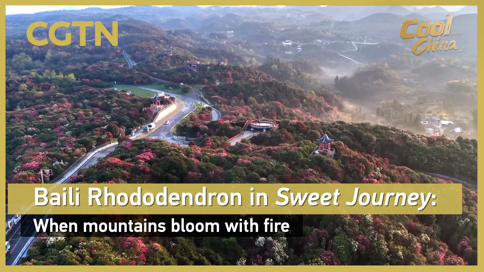Baili Rhododendron in Sweet Journey: When mountains bloom with fire
