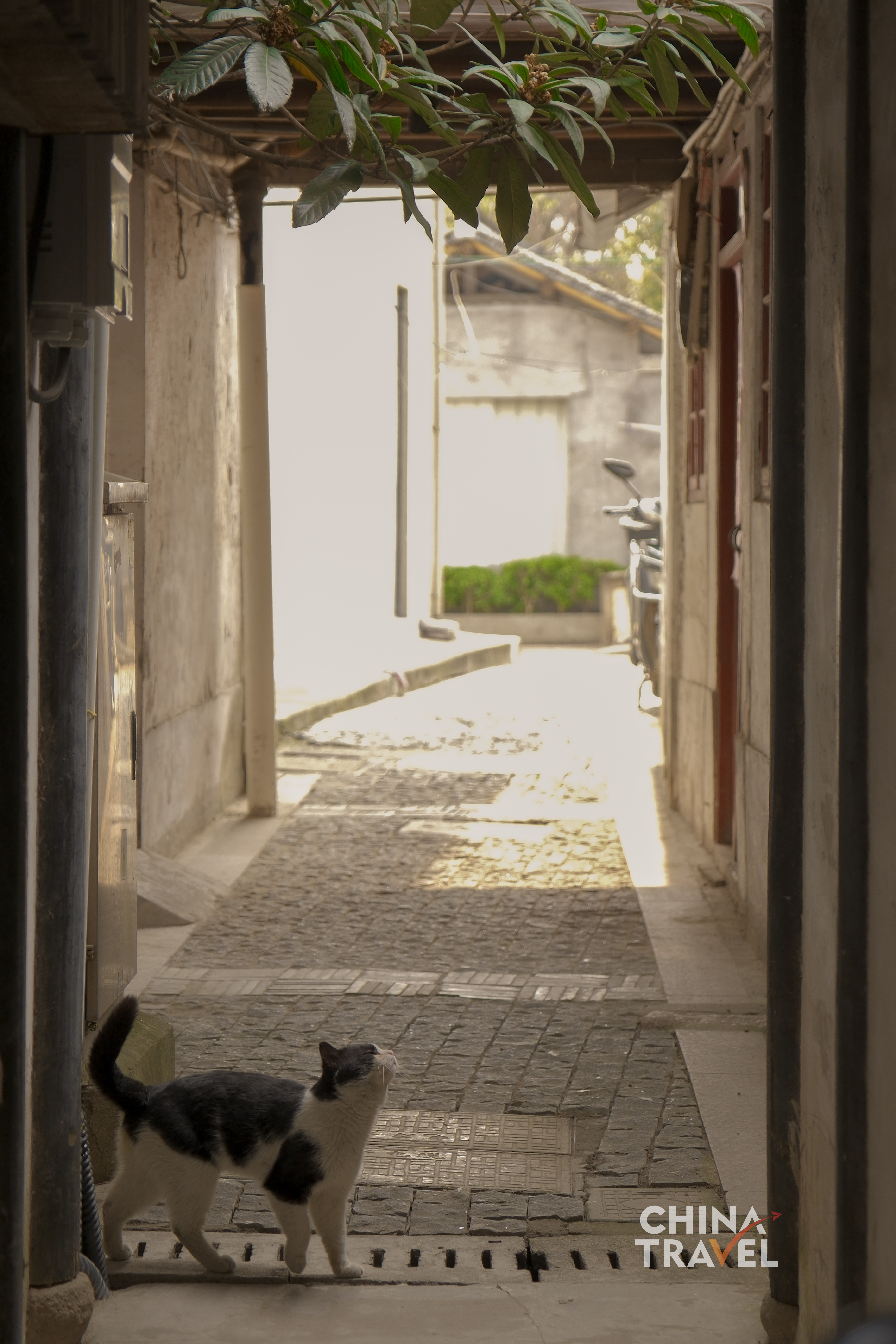 A cat pauses at the entrance of a sunlit alley, adding a small, living detail to the old stone path. /CGTN