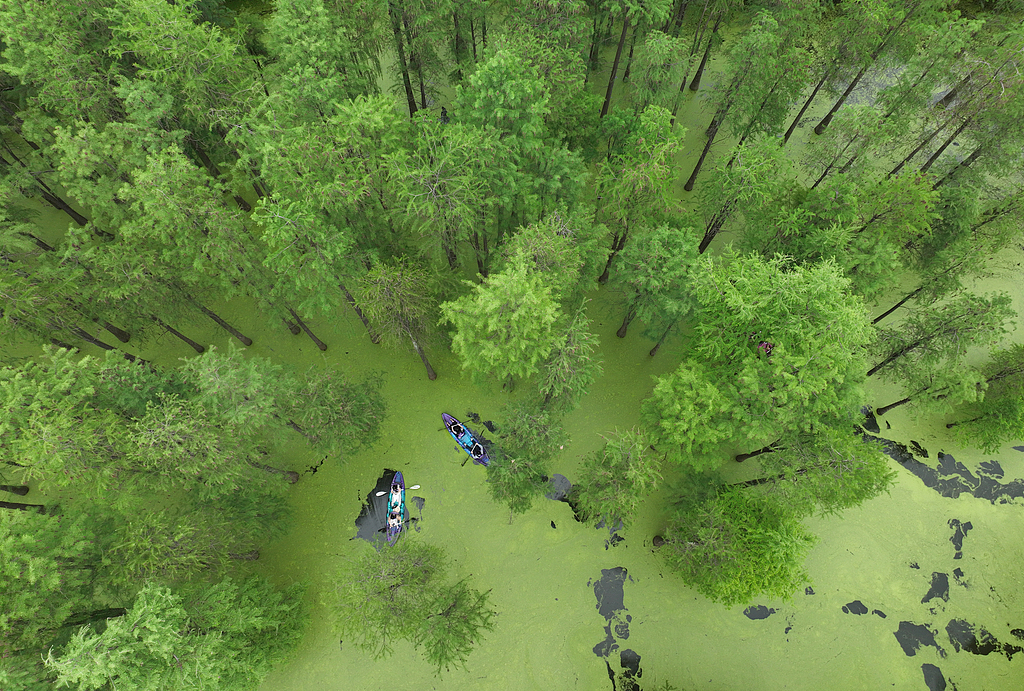 Visitors paddle through waters covered in green duckweed on Qingshan Lake in Hangzhou, Zhejiang Province on May 7, 2026. /VCG