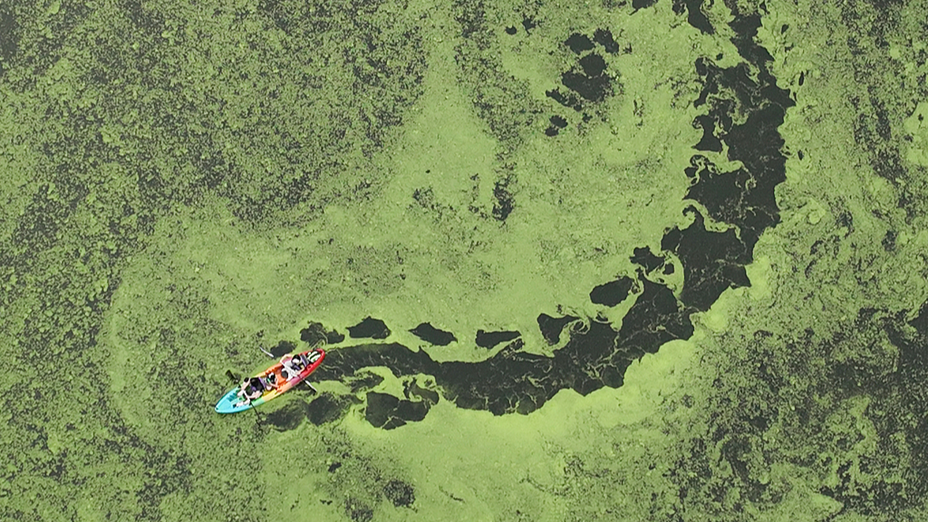 Visitors paddle through waters covered in green duckweed on Qingshan Lake in Hangzhou, Zhejiang Province on May 7, 2026. /VCG