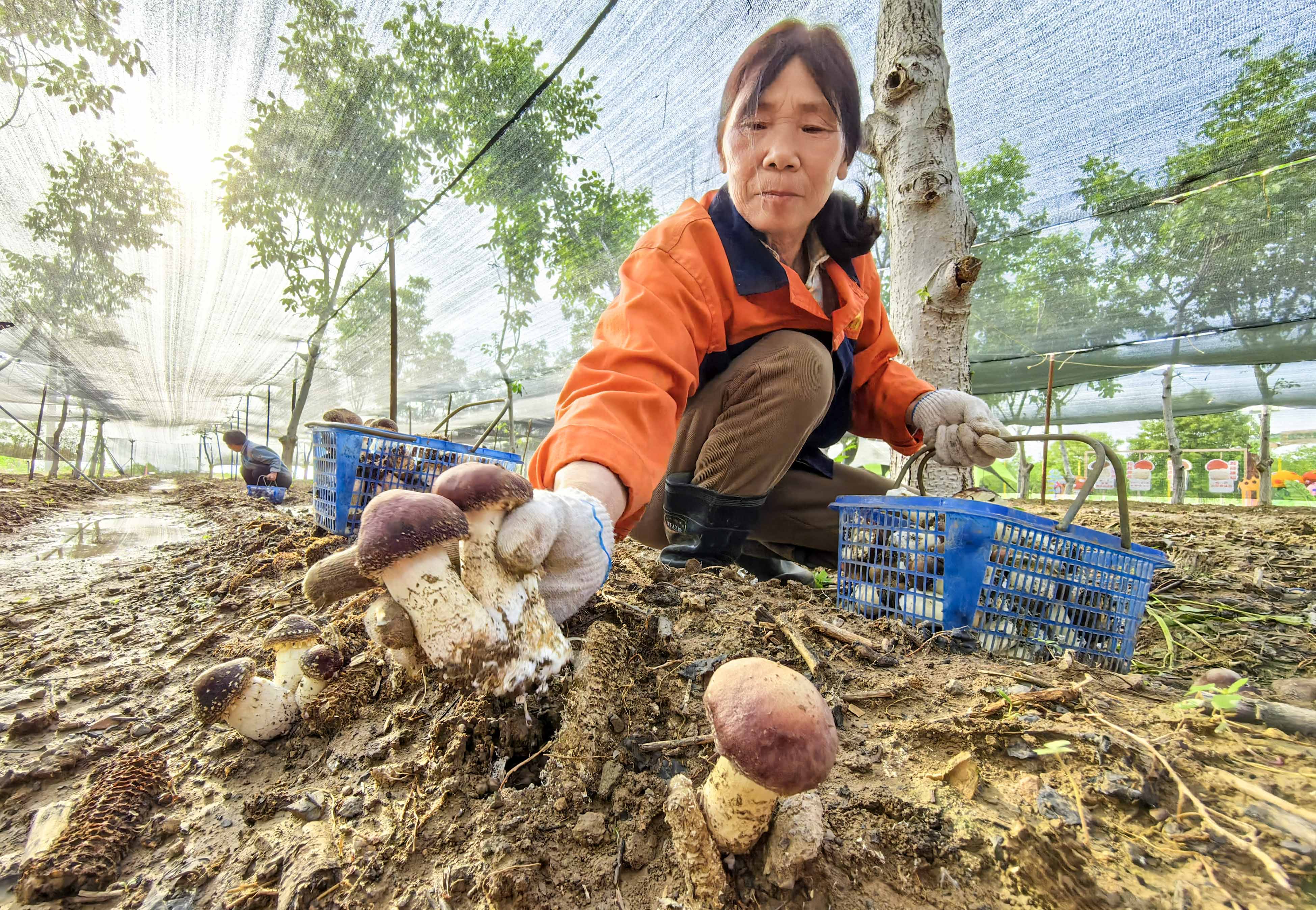 A resident is pictured picking wine cap mushrooms at an ecological farming demonstration base in Luoyang, Henan Province on May 7, 2026. /IC