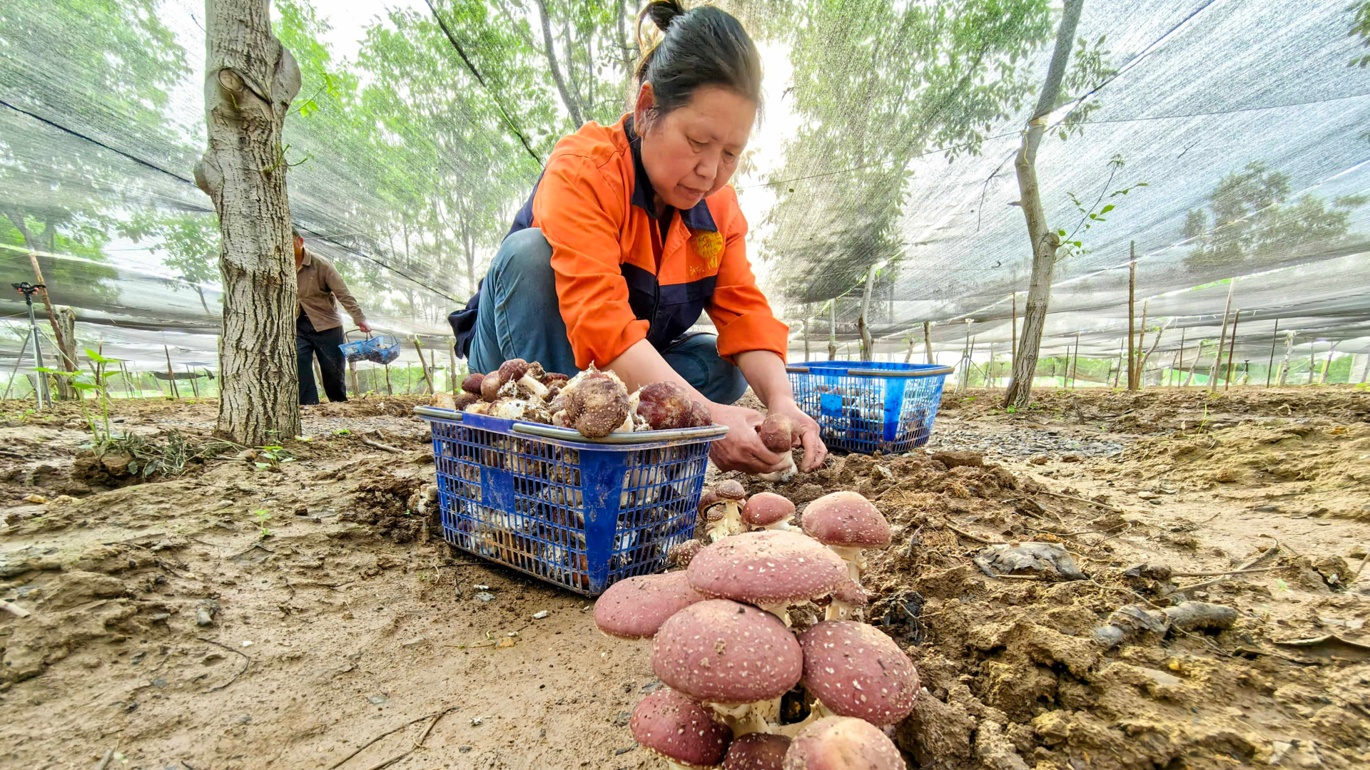 Wine cap mushroom farming thrives in Luoyang's woodlands