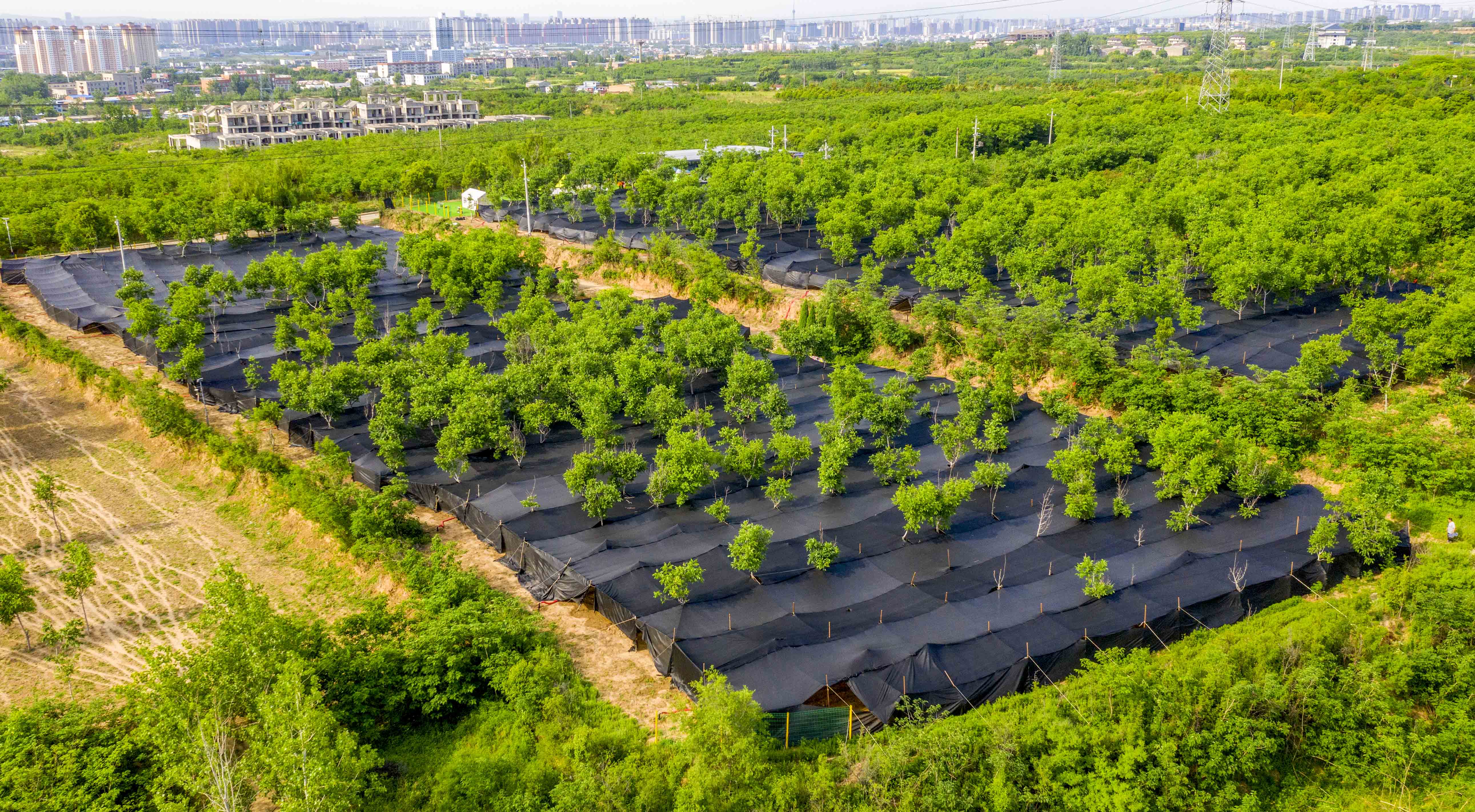 An aerial view shows a wine cap mushroom ecological farming demonstration base in Luoyang, Henan Province on May 7, 2026. /IC