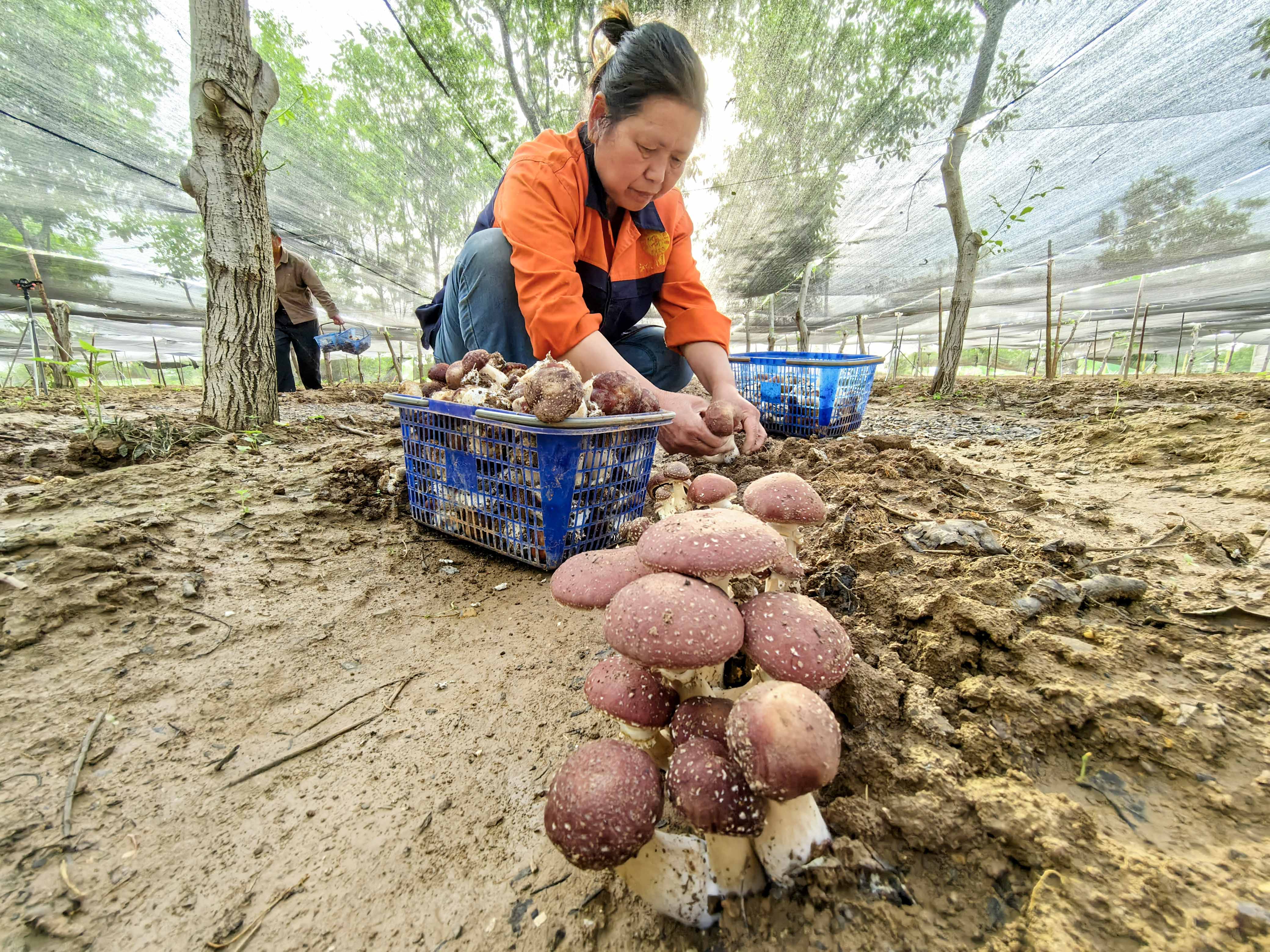 A resident is pictured picking wine cap mushrooms at an ecological farming demonstration base in Luoyang, Henan Province on May 7, 2026. /IC