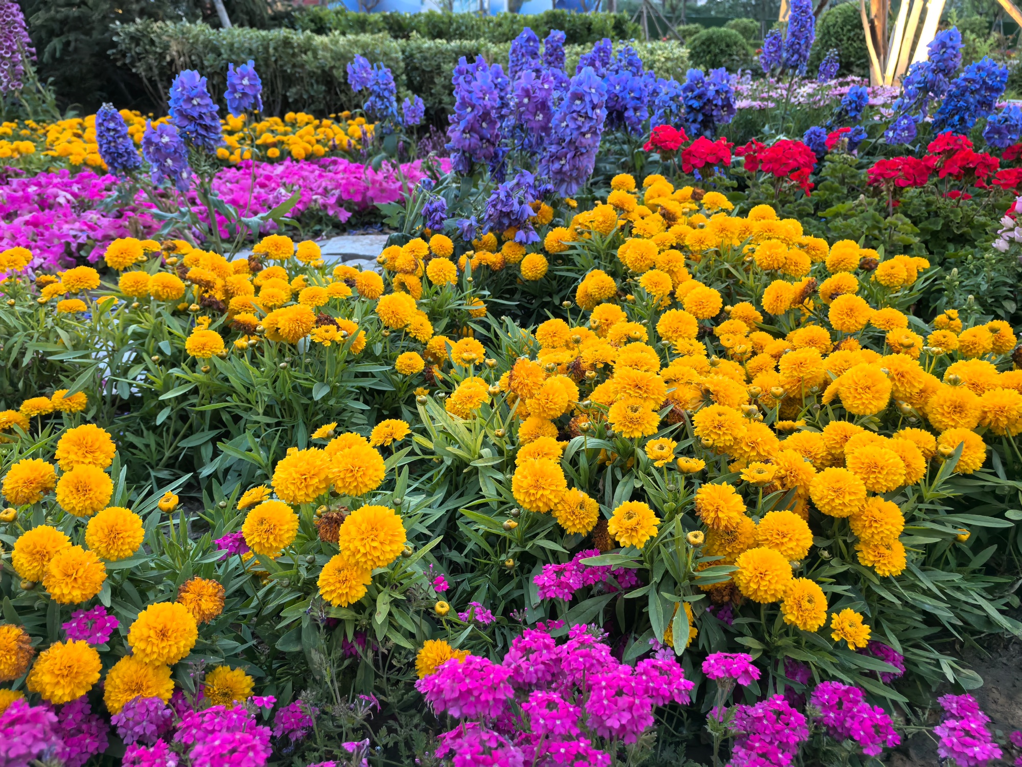 A floral display of the 2026 Beijing International Flower Show is seen in Beijing on May 4, 2026. /CGTN