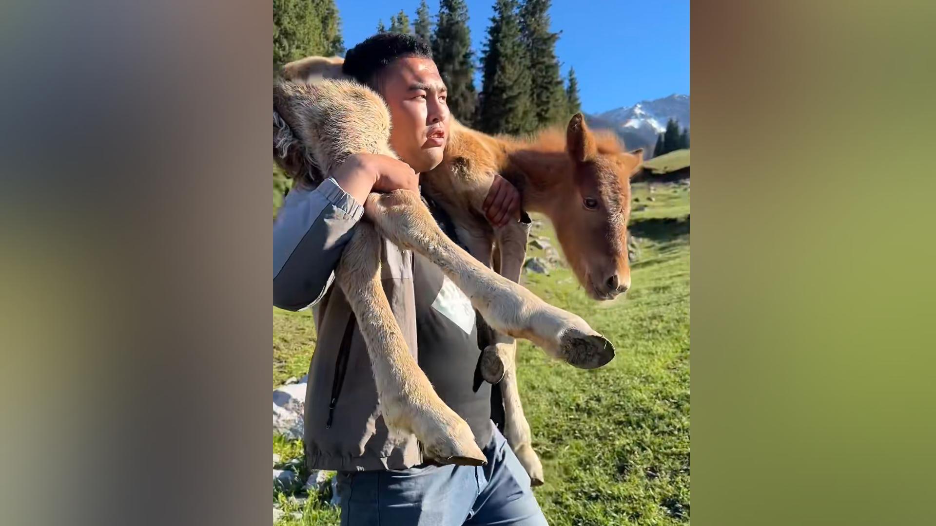 Kind stranger rescues lost ponyreunites it with its mother