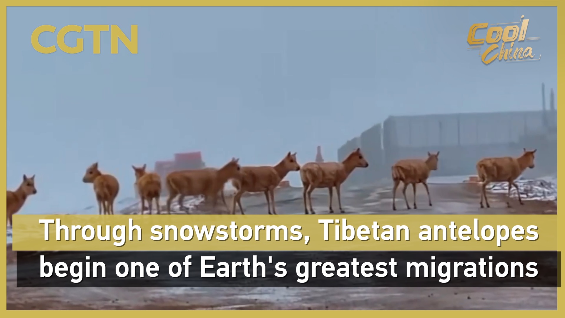 Tibetan antelopes begin Earth's great migration