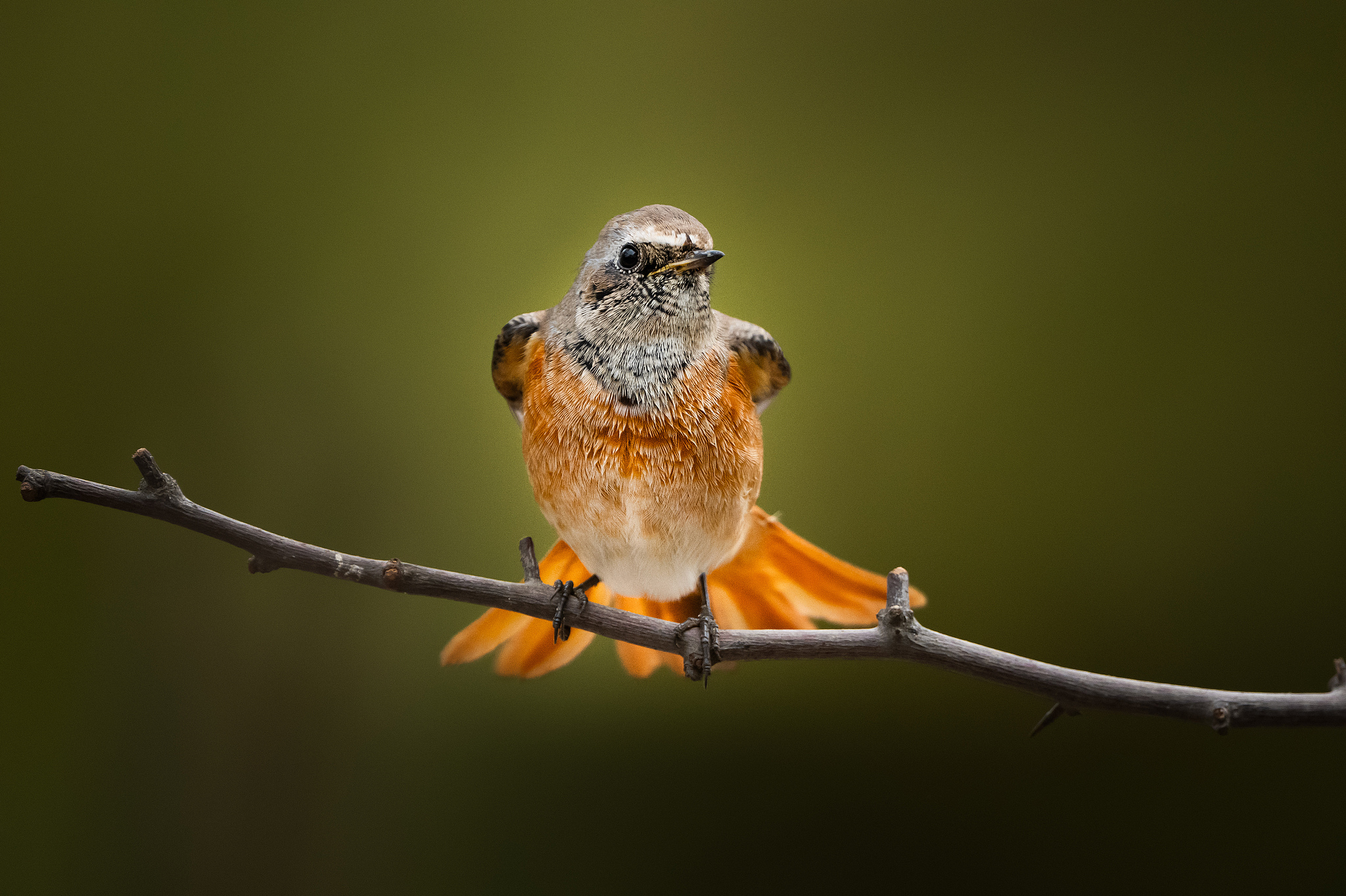 A redstart is seen at Karacabey Longoz Forest in Bursa, Turkiye, November 18, 2025. /VCG