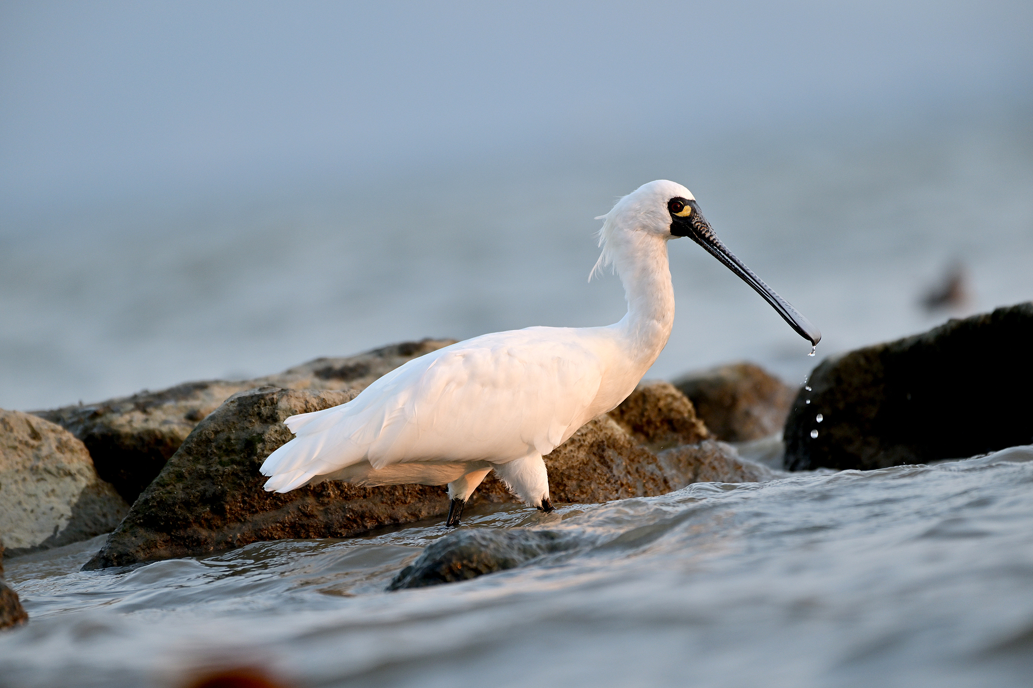 A black-faced spoonbill is seen at the Shenzhen Bay, Guangdong Province, south China, February 18, 2026. /VCG