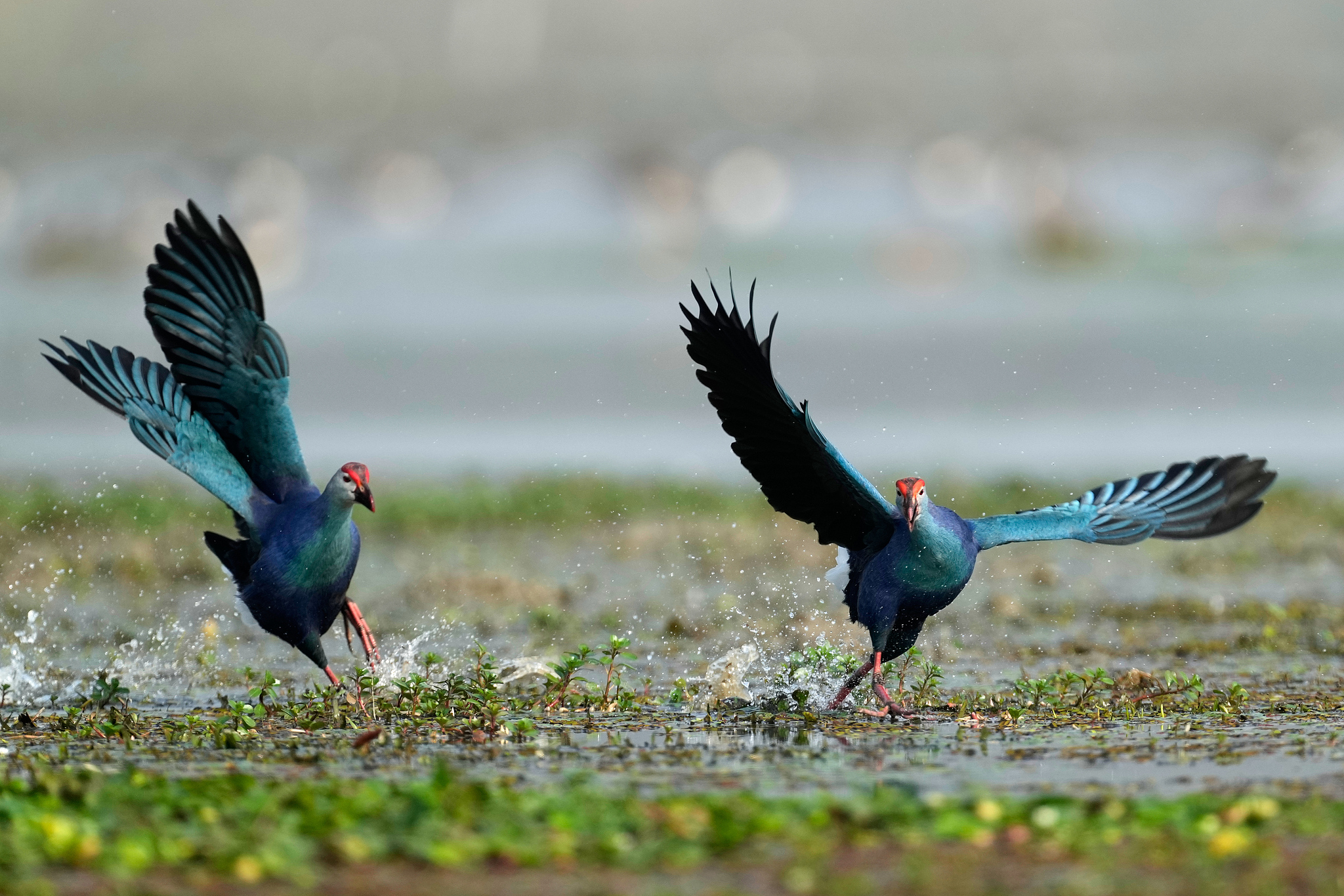 Grey-headed swamphens run in a wetland in Pobitora Wildlife Sanctuary, India, January 7, 2026. /VCG
