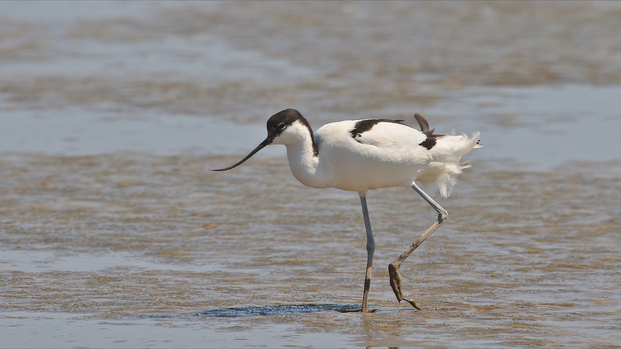 A pied avocet is seen in Tianjin, China, April 7, 2026. /VCG