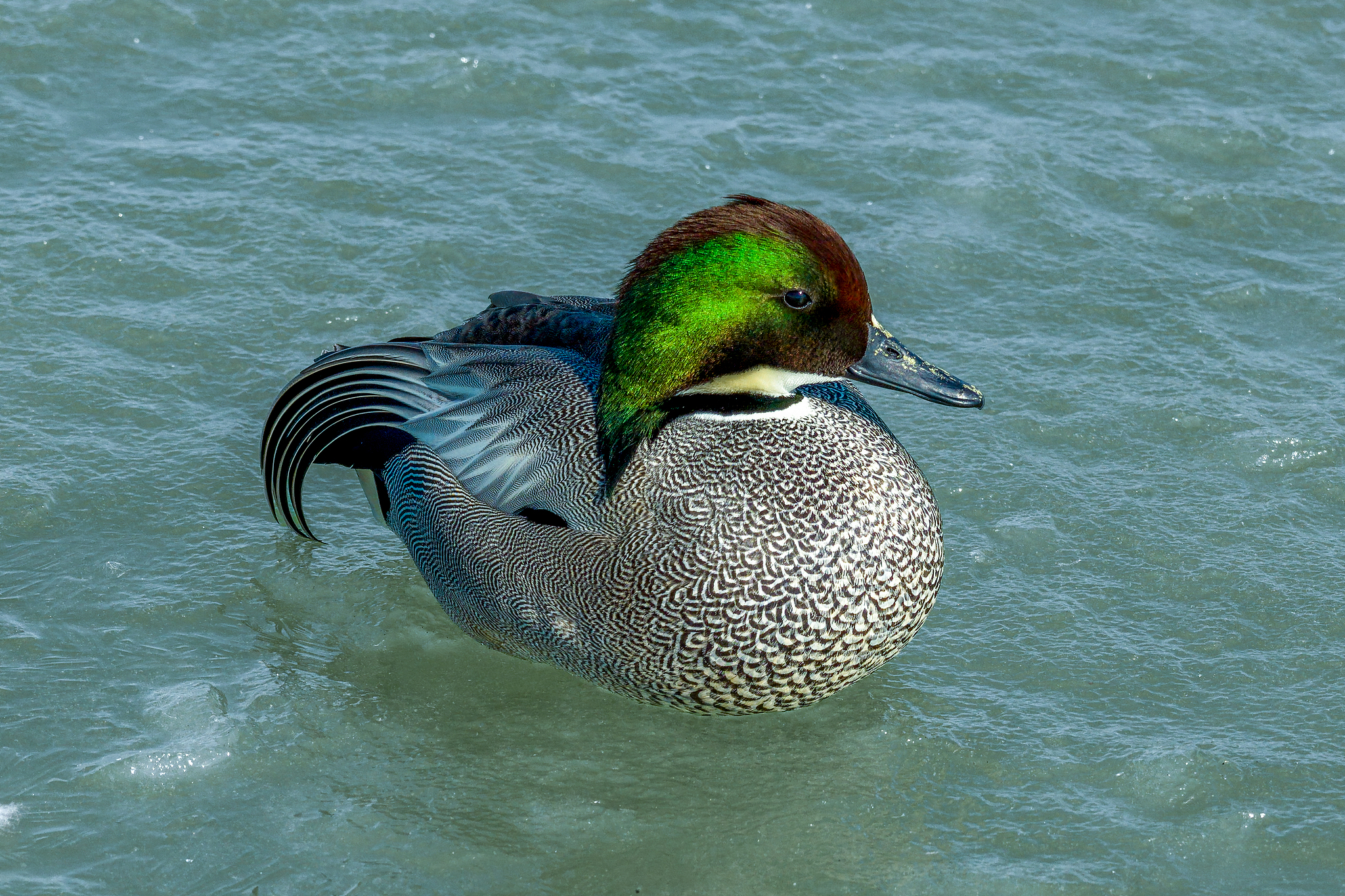 A falcated duck swims in a lake in Daqing, Heilongjiang Province, northeast China, March 26, 2026. /VCG