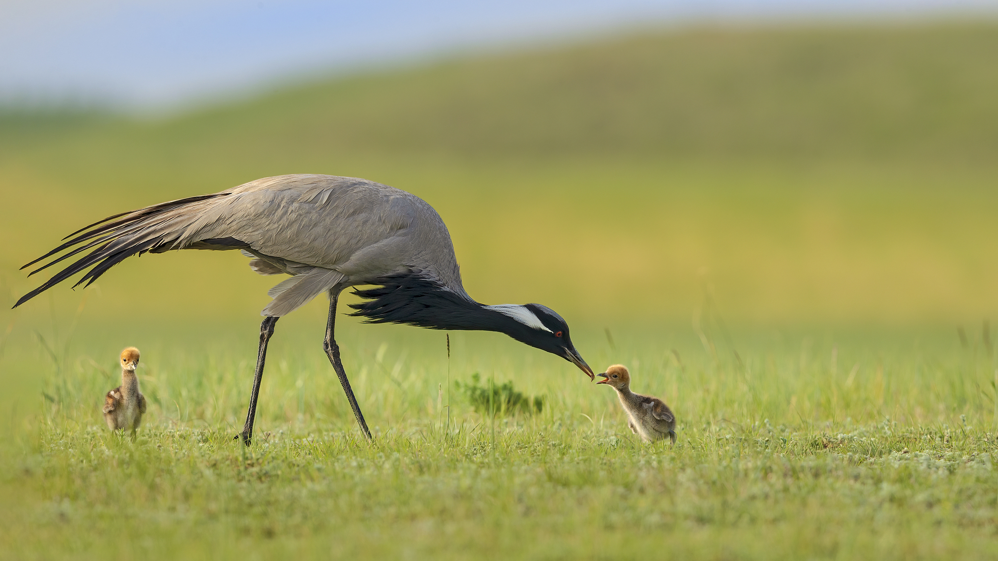 A demoiselle crane and its chicks. /VCG