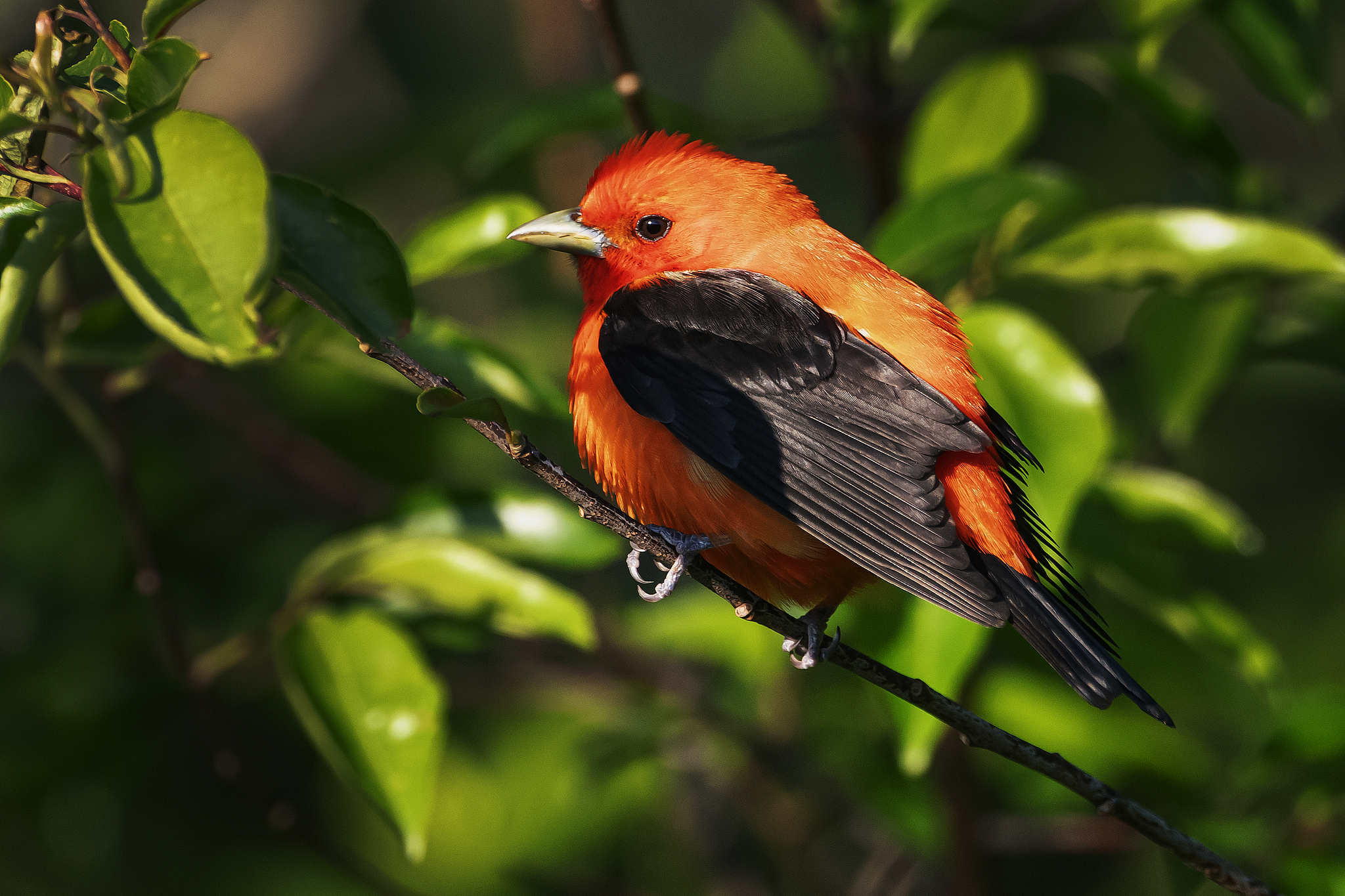 A scarlet tanager. /VCG