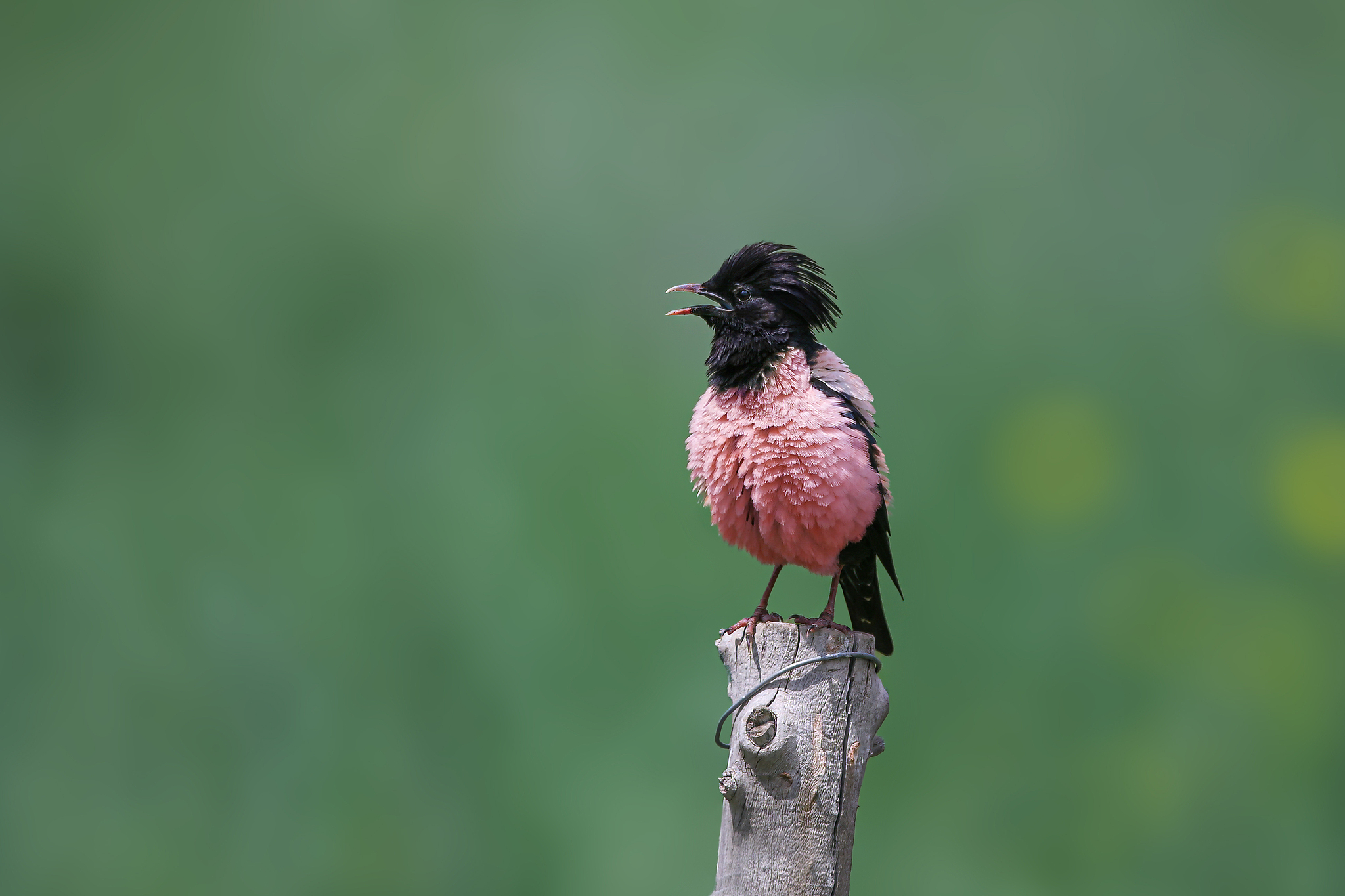 A rosy starling. /VCG