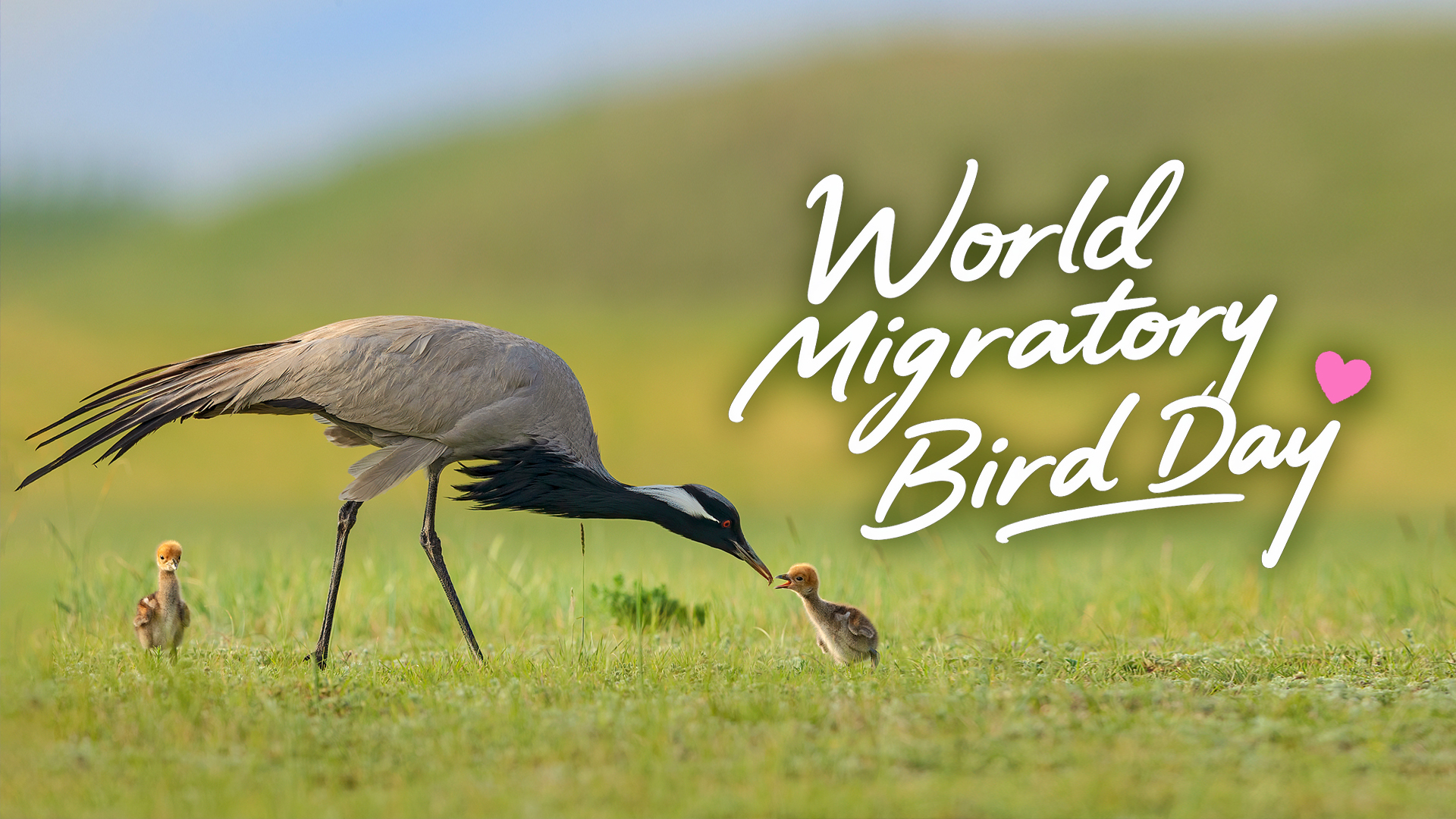 World Migratory Bird Day: Across oceans and skies, every bird counts