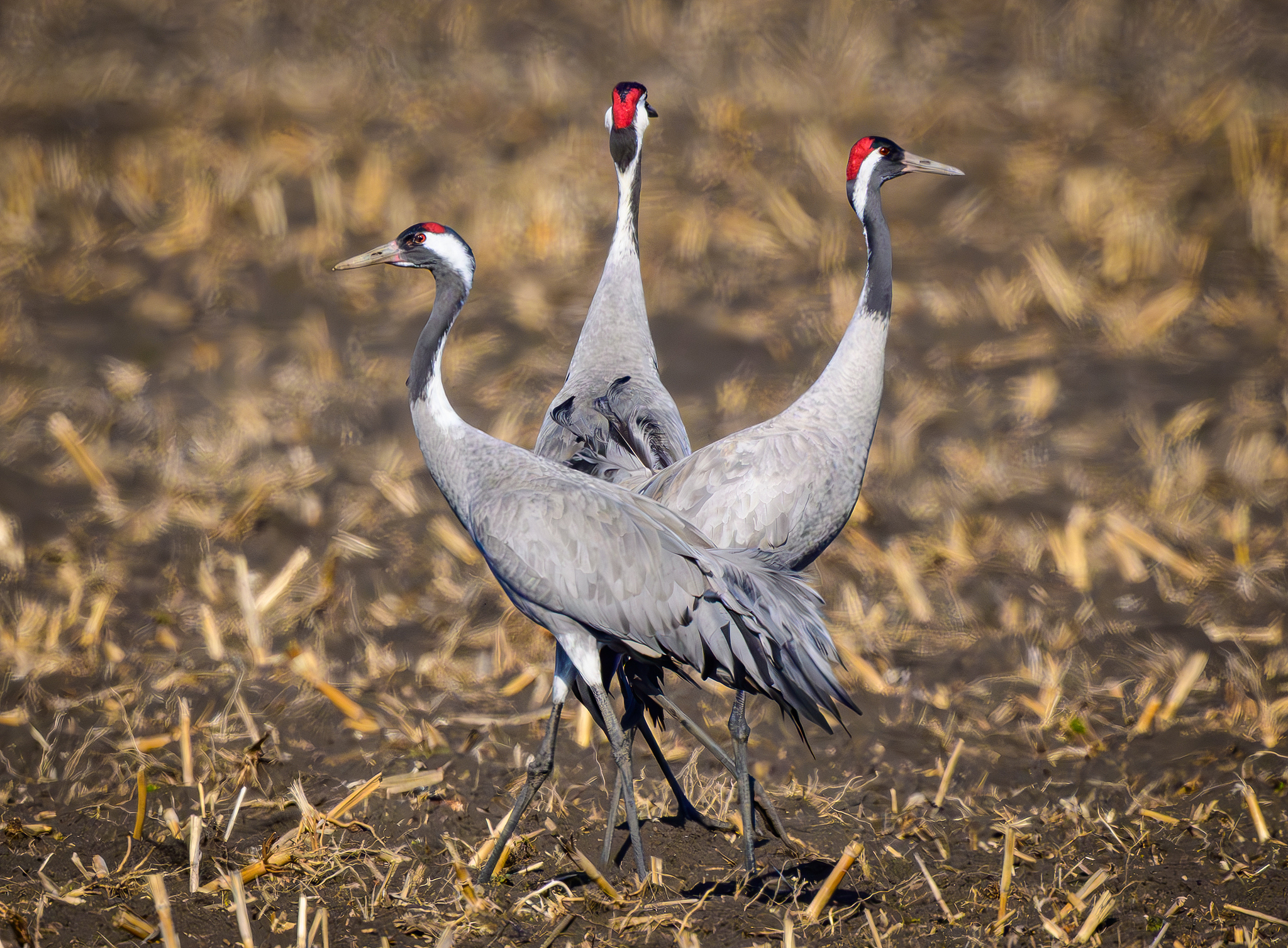 Common cranes stand in the field in Brandenburg, Germany, February 28, 2026. /VCG