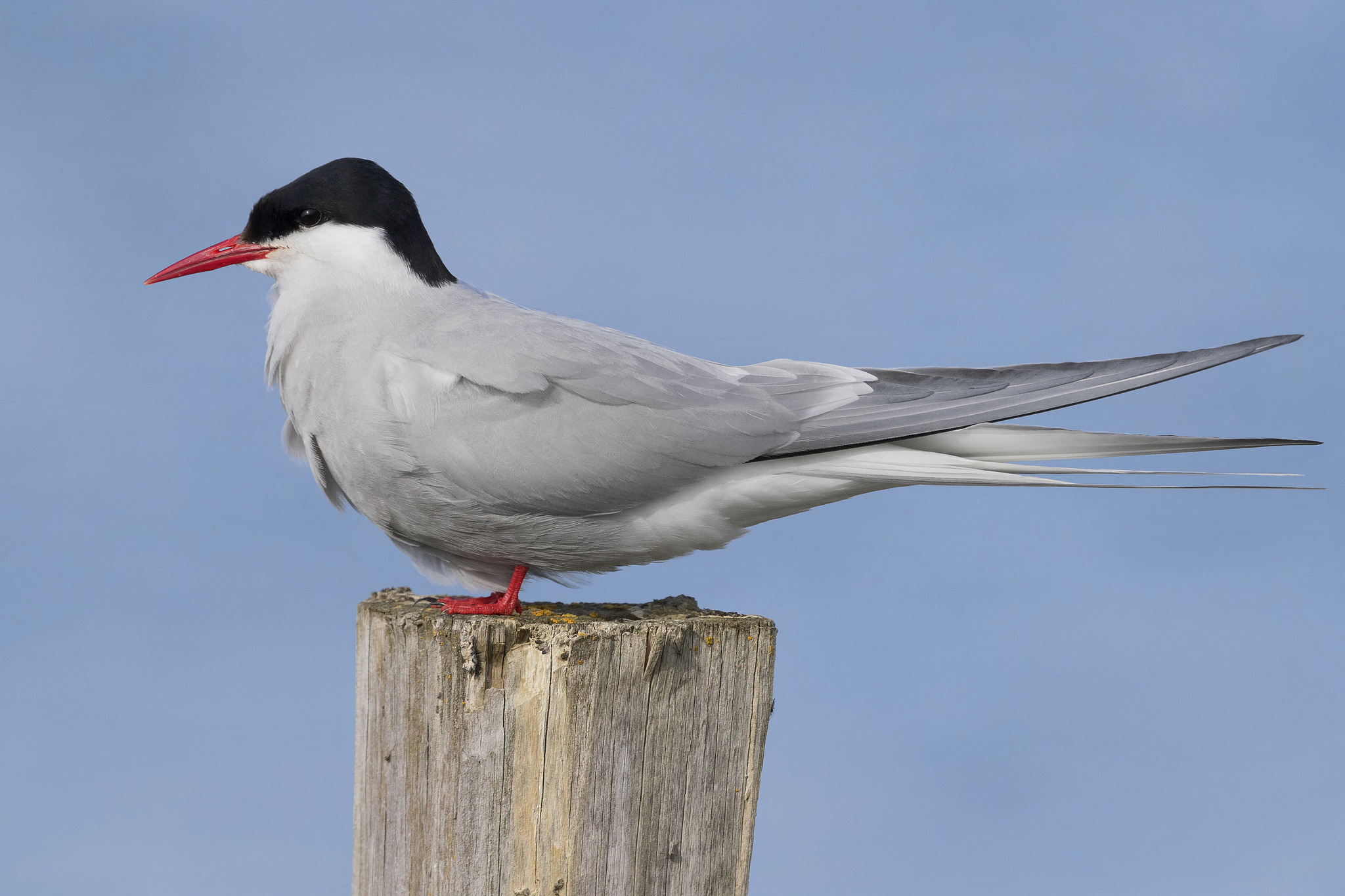 An Arctic tern. /VCG