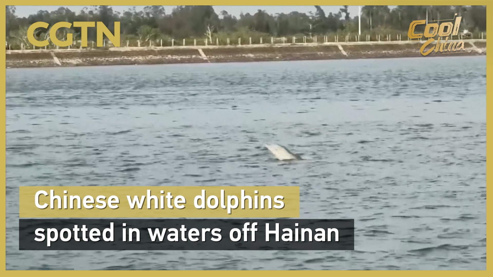 Chinese white dolphins spotted in waters off Hainan