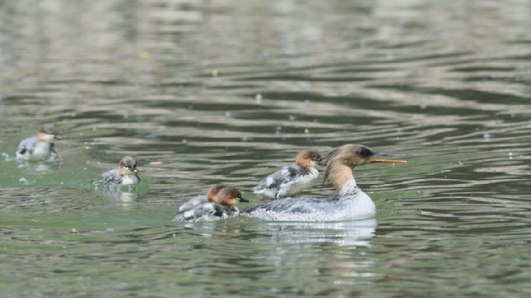 Live: Chinese merganser chicks emerge in Changbai Mountains