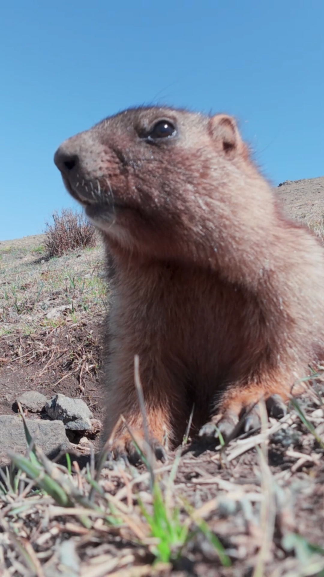Lively marmots bring summer charm to Xinjiang's grasslands