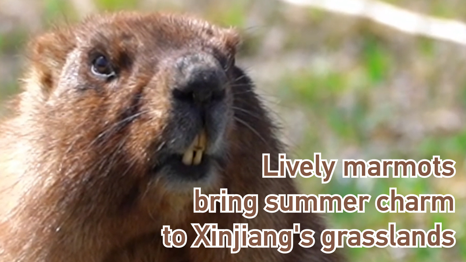 Lively marmots bring summer charm to Xinjiang's grasslands