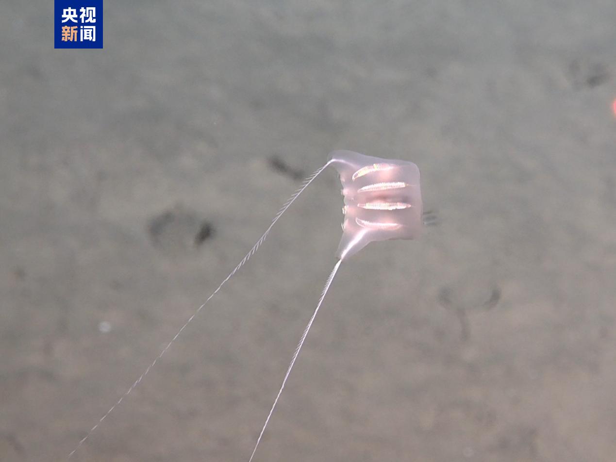 Marine creatures found during the China-Chile deep-see mission. /China Media Group