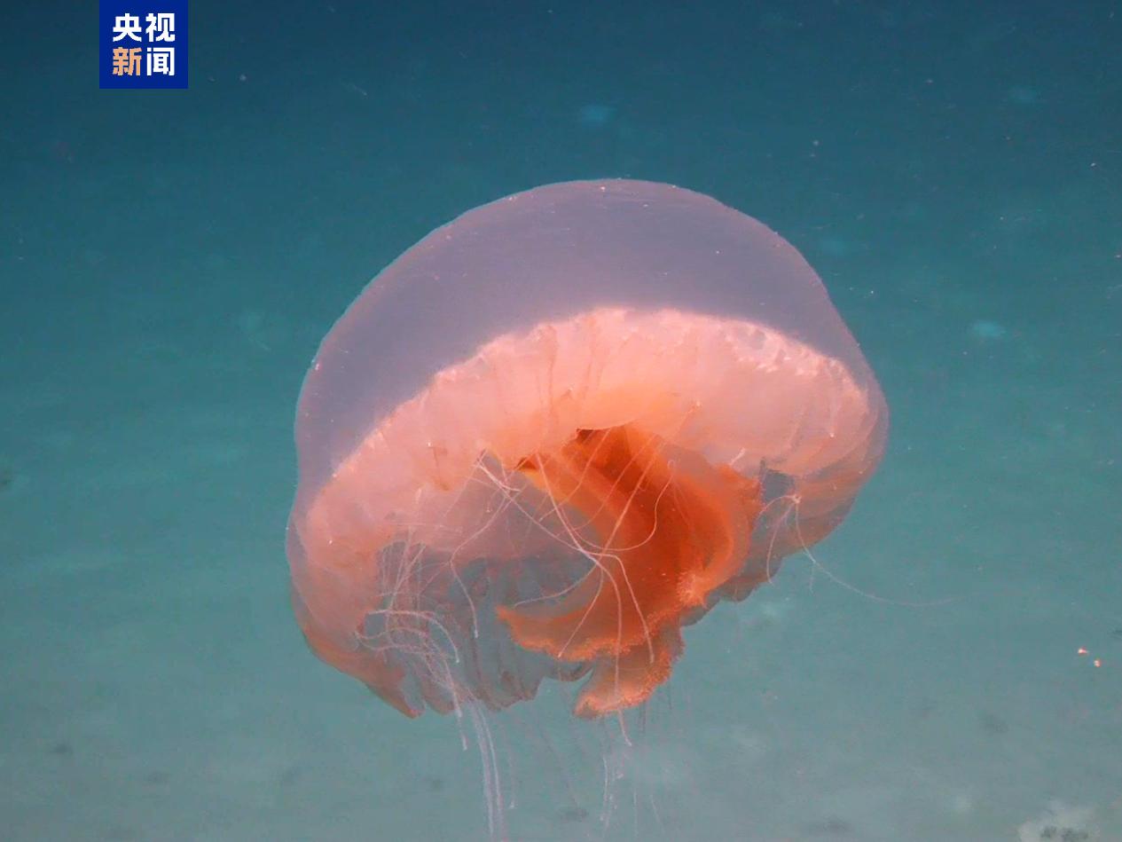 Marine creatures found during the China-Chile deep-see mission. /China Media Group