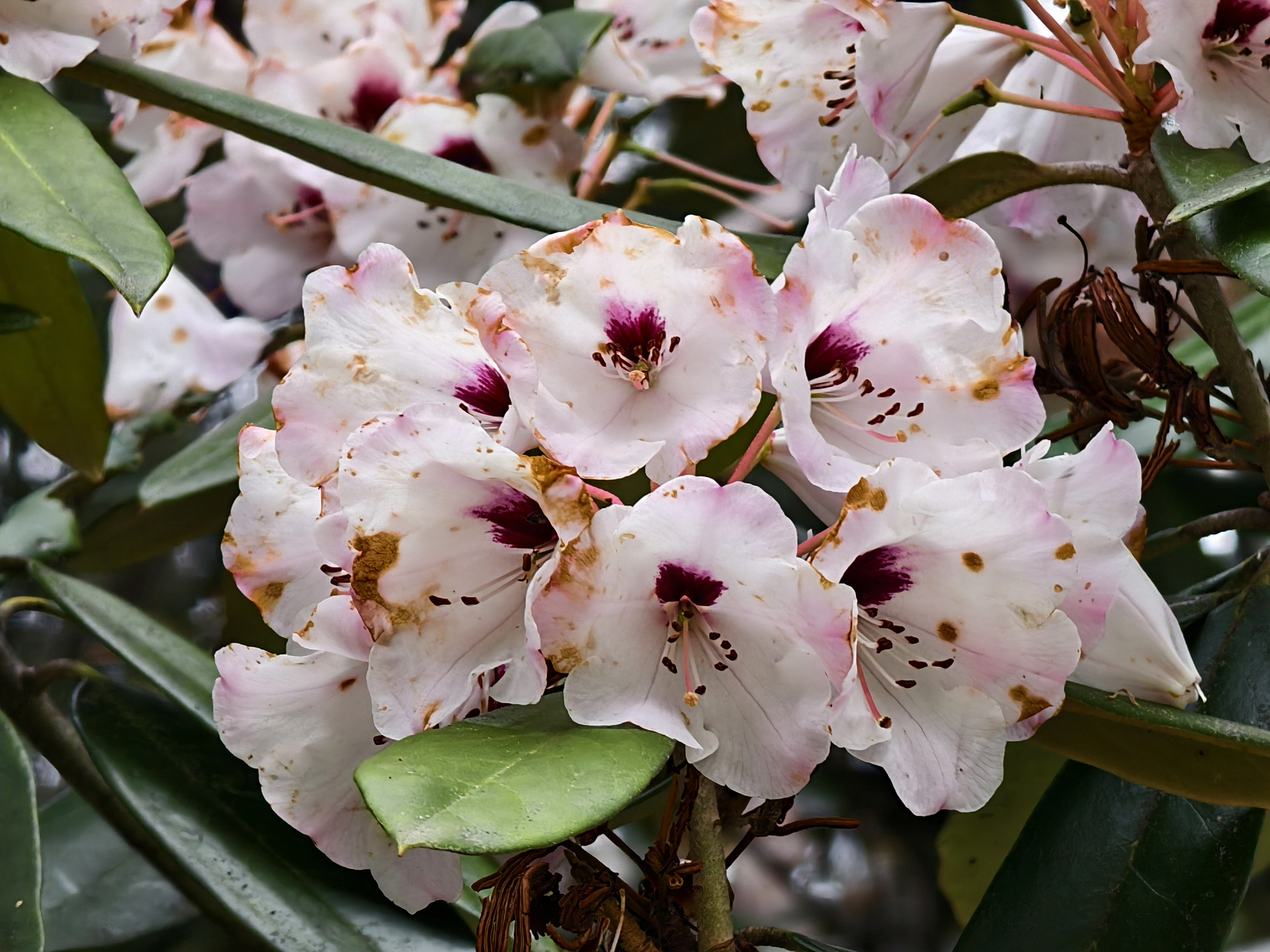 Xizang Snapshots: Do you know these flowers?