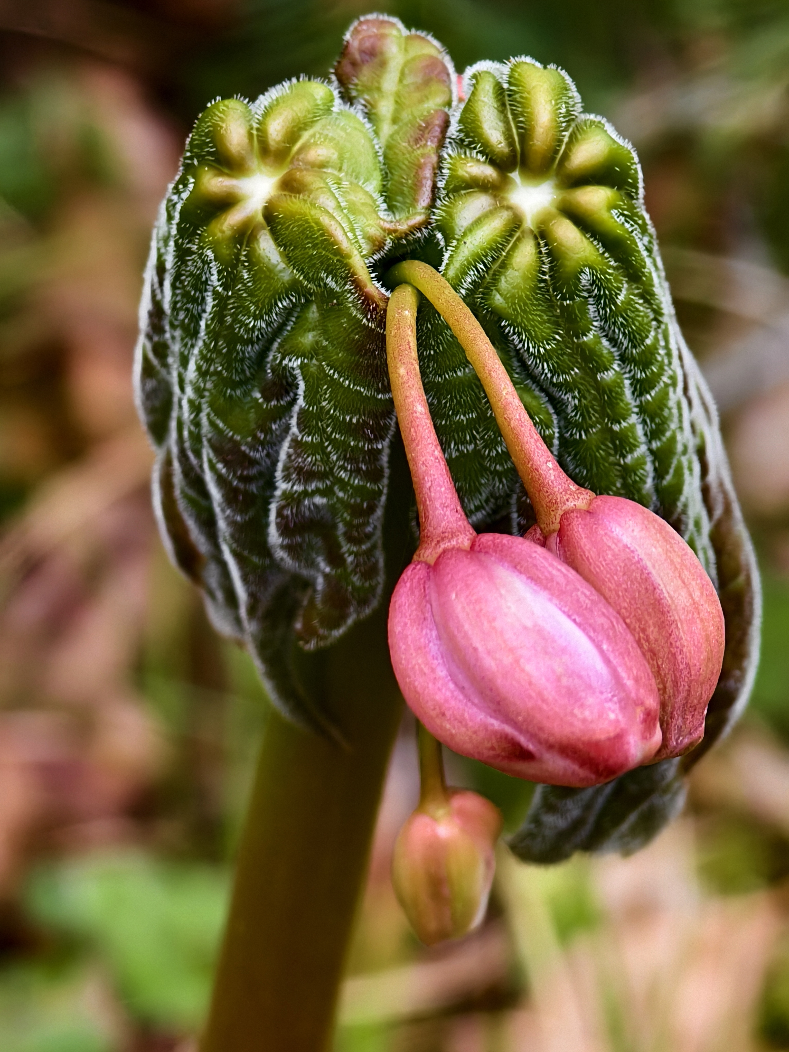 Xizang Snapshots: Do you know these flowers?