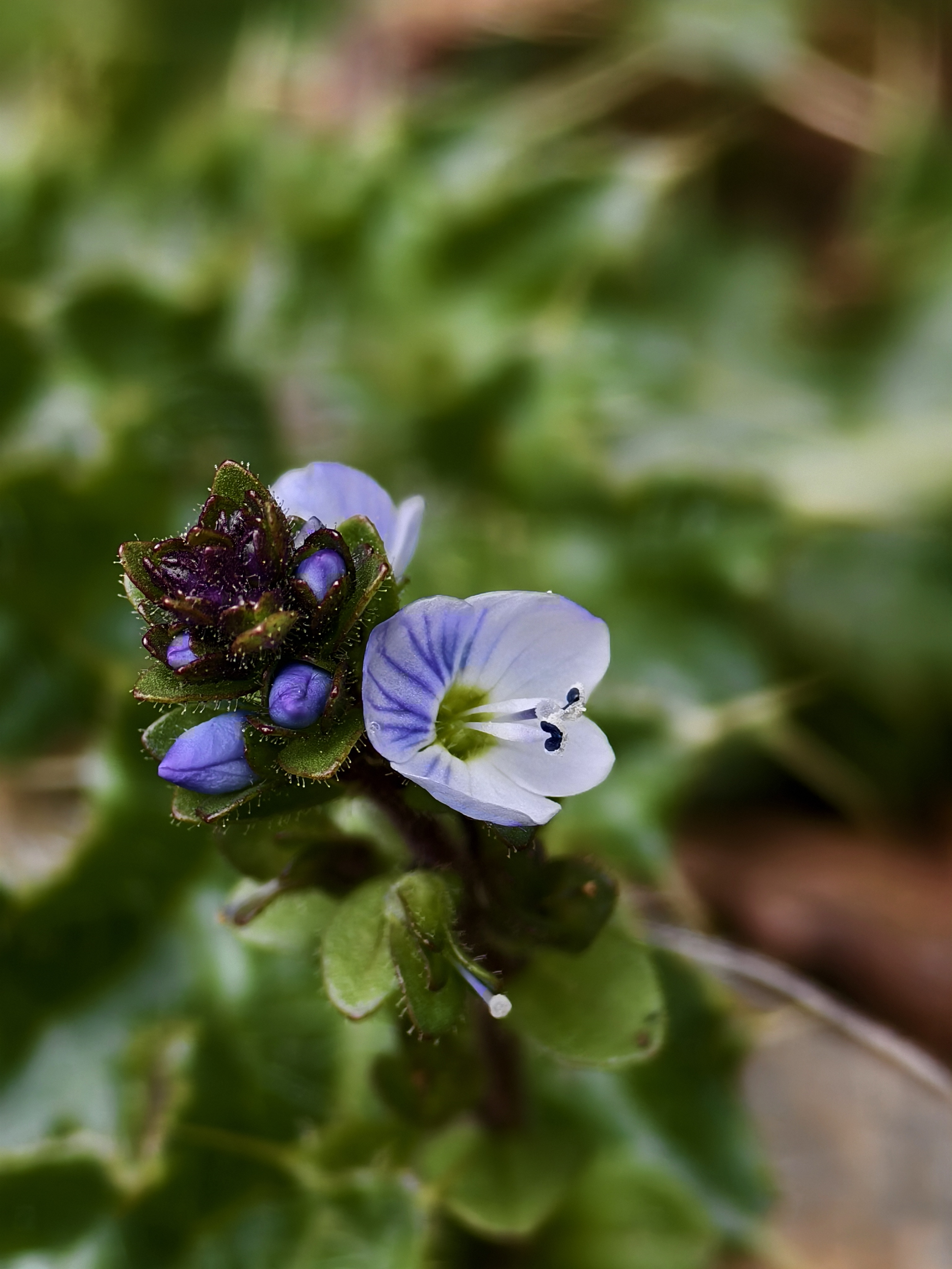 Xizang Snapshots: Do you know these flowers?
