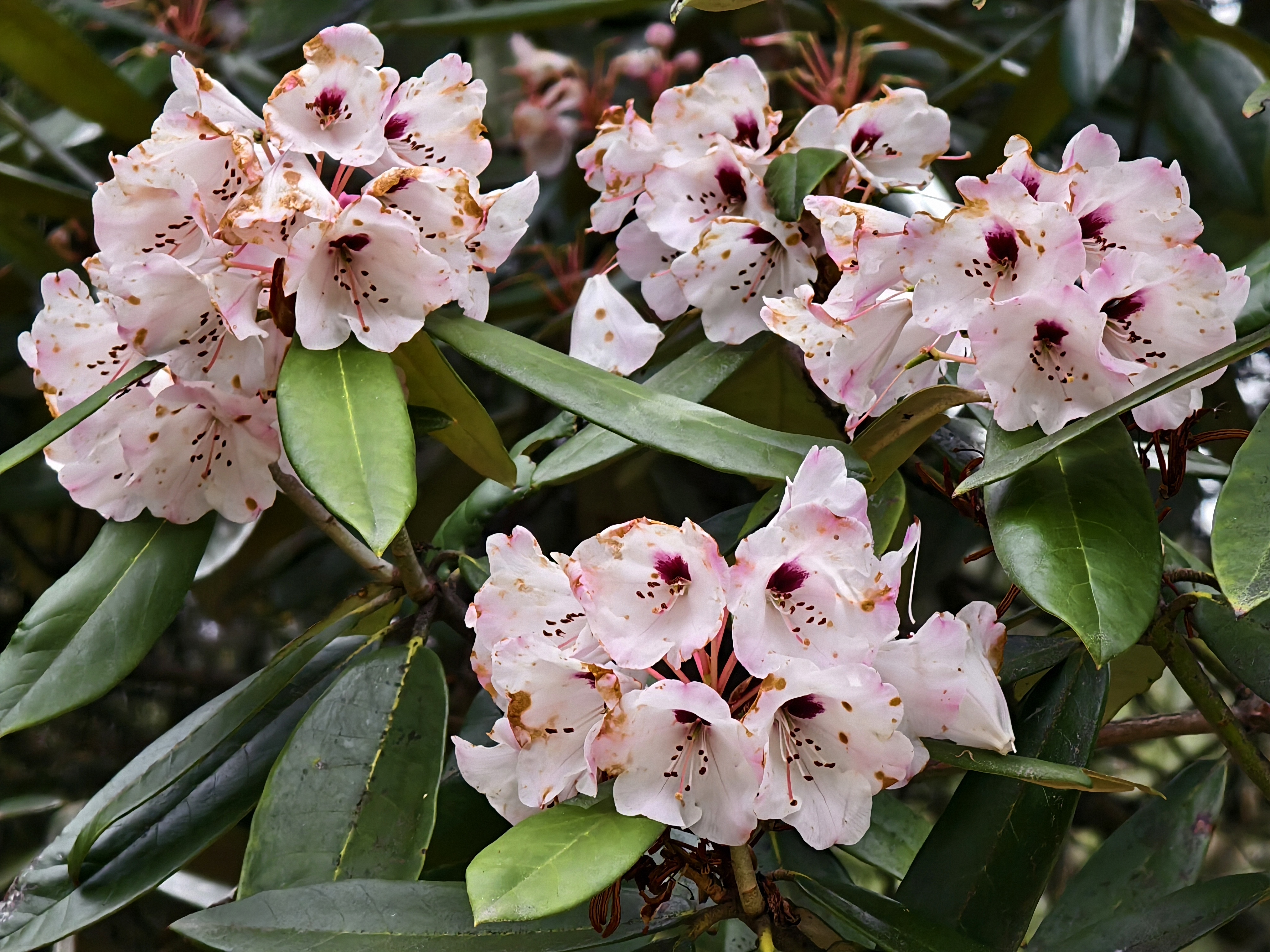 Xizang Snapshots: Do you know these flowers?