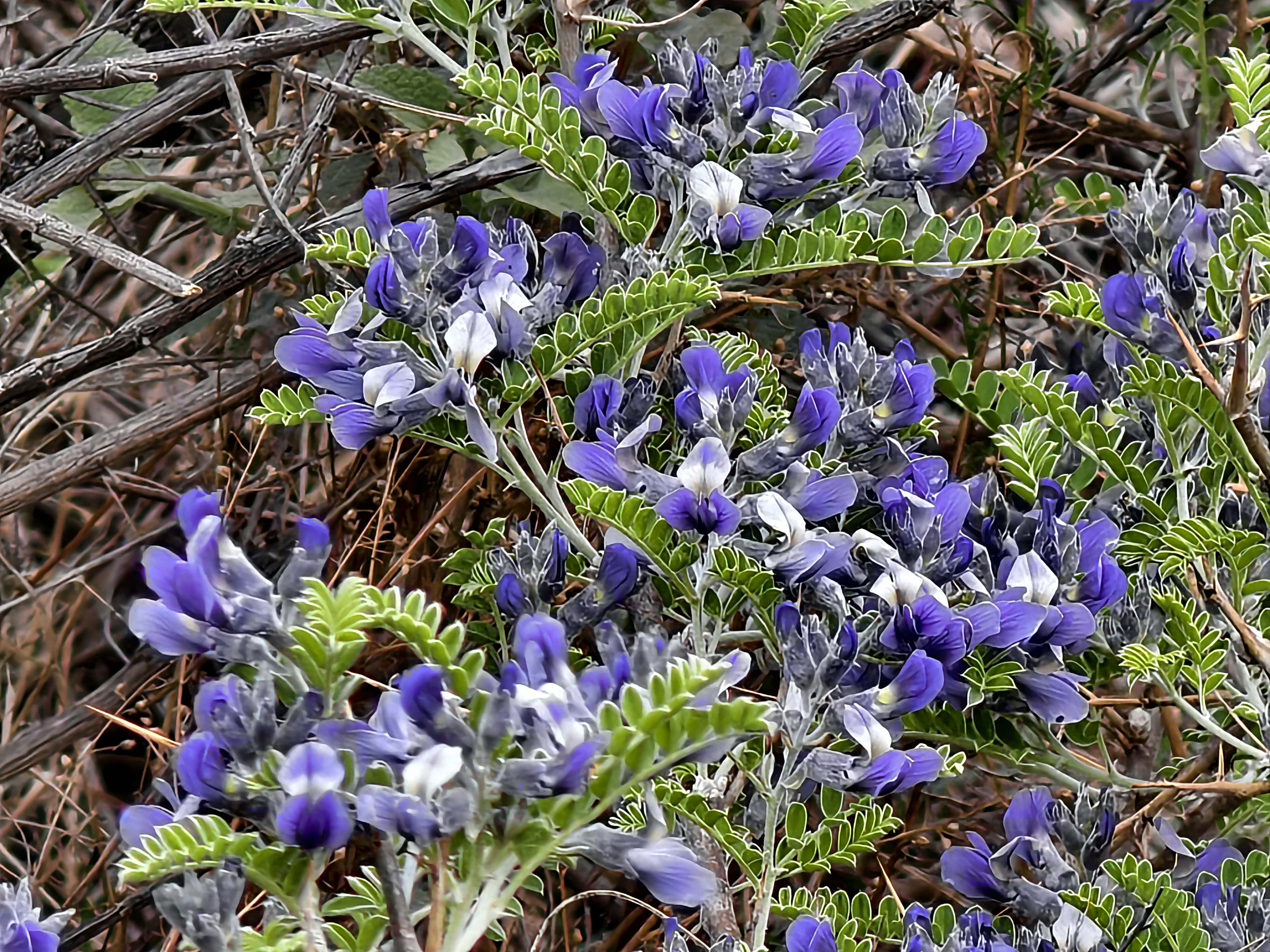 Xizang Snapshots: Do you know these flowers?