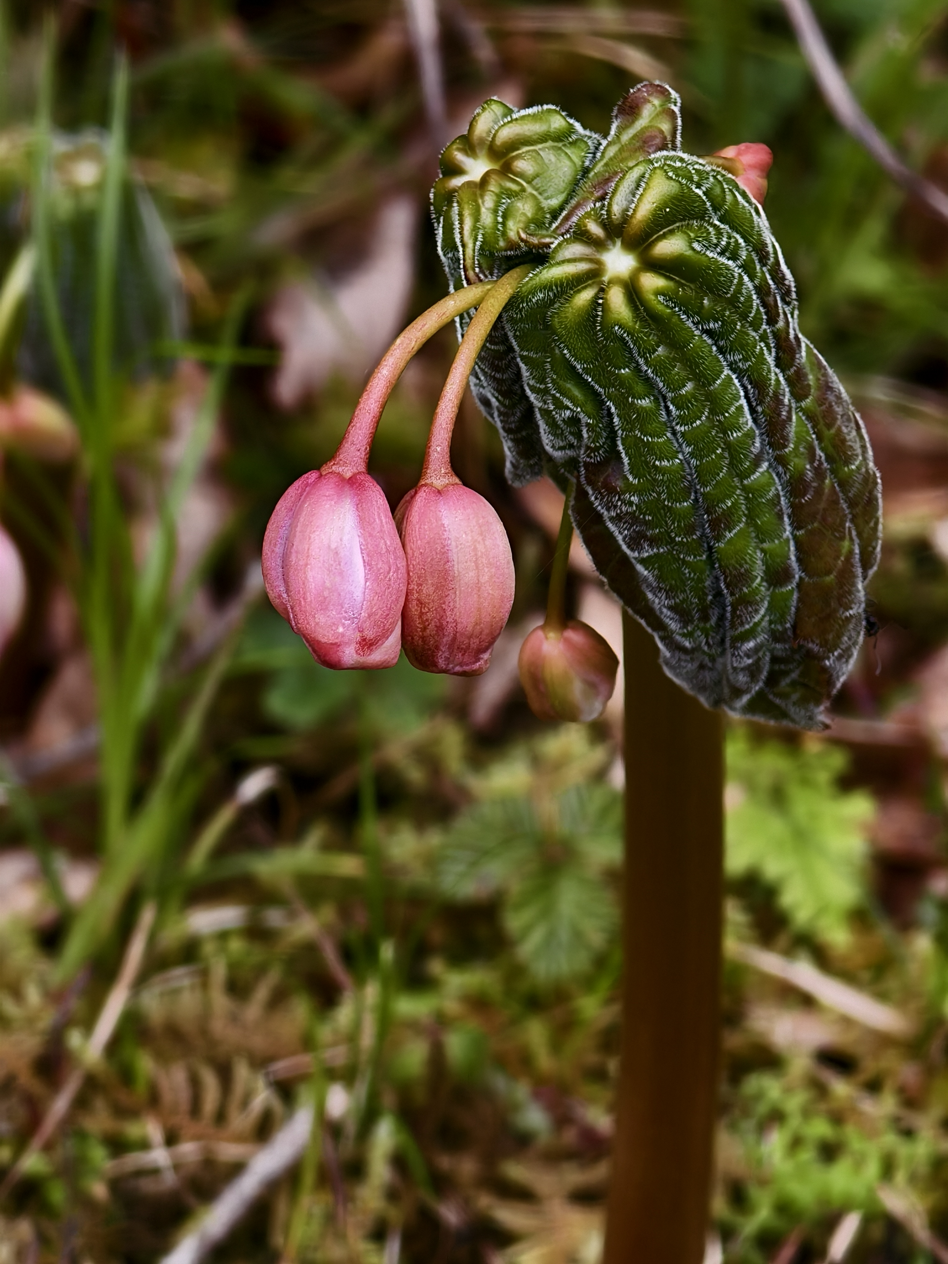 Xizang Snapshots: Do you know these flowers?