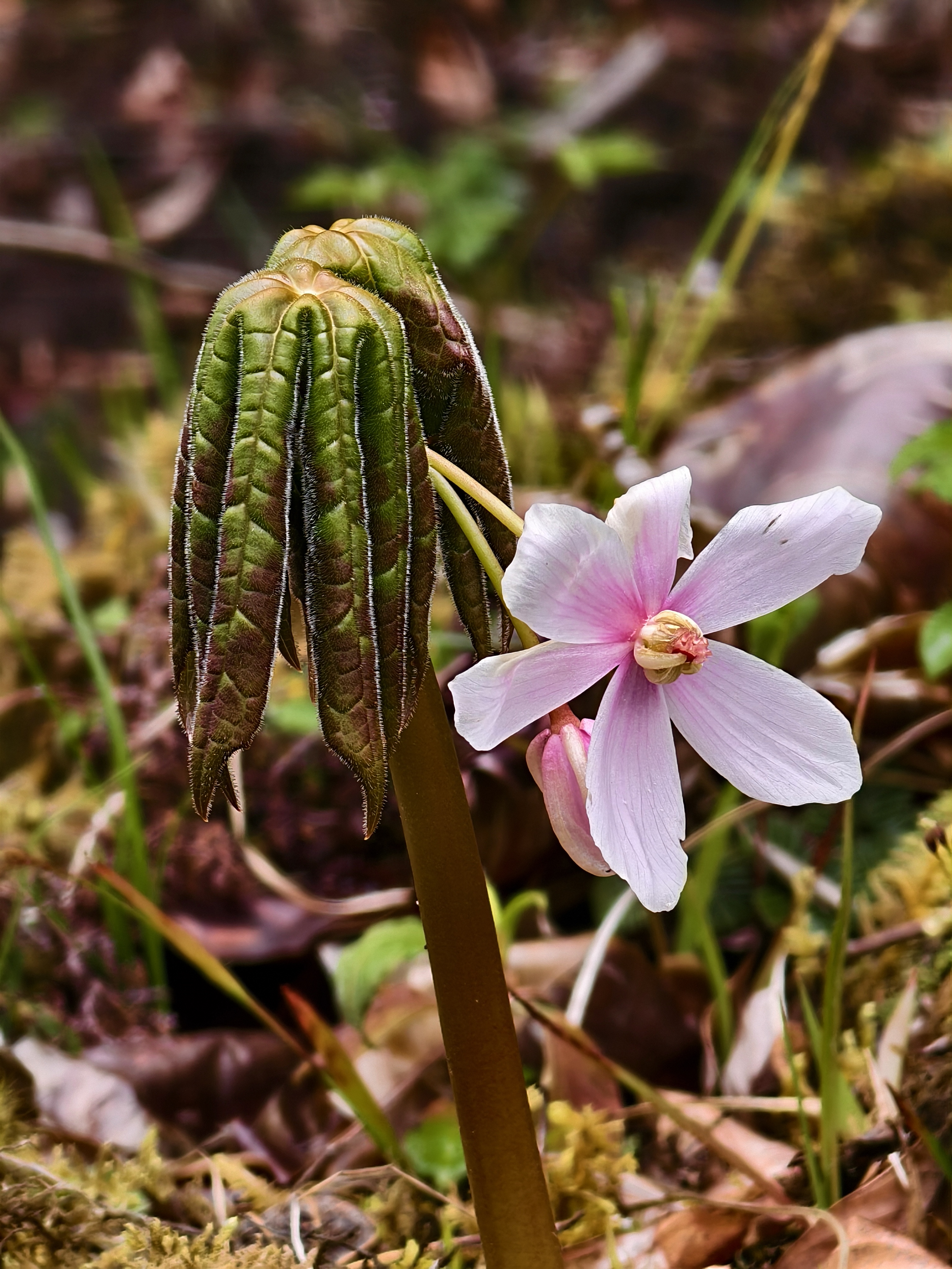 Xizang Snapshots: Do you know these flowers?