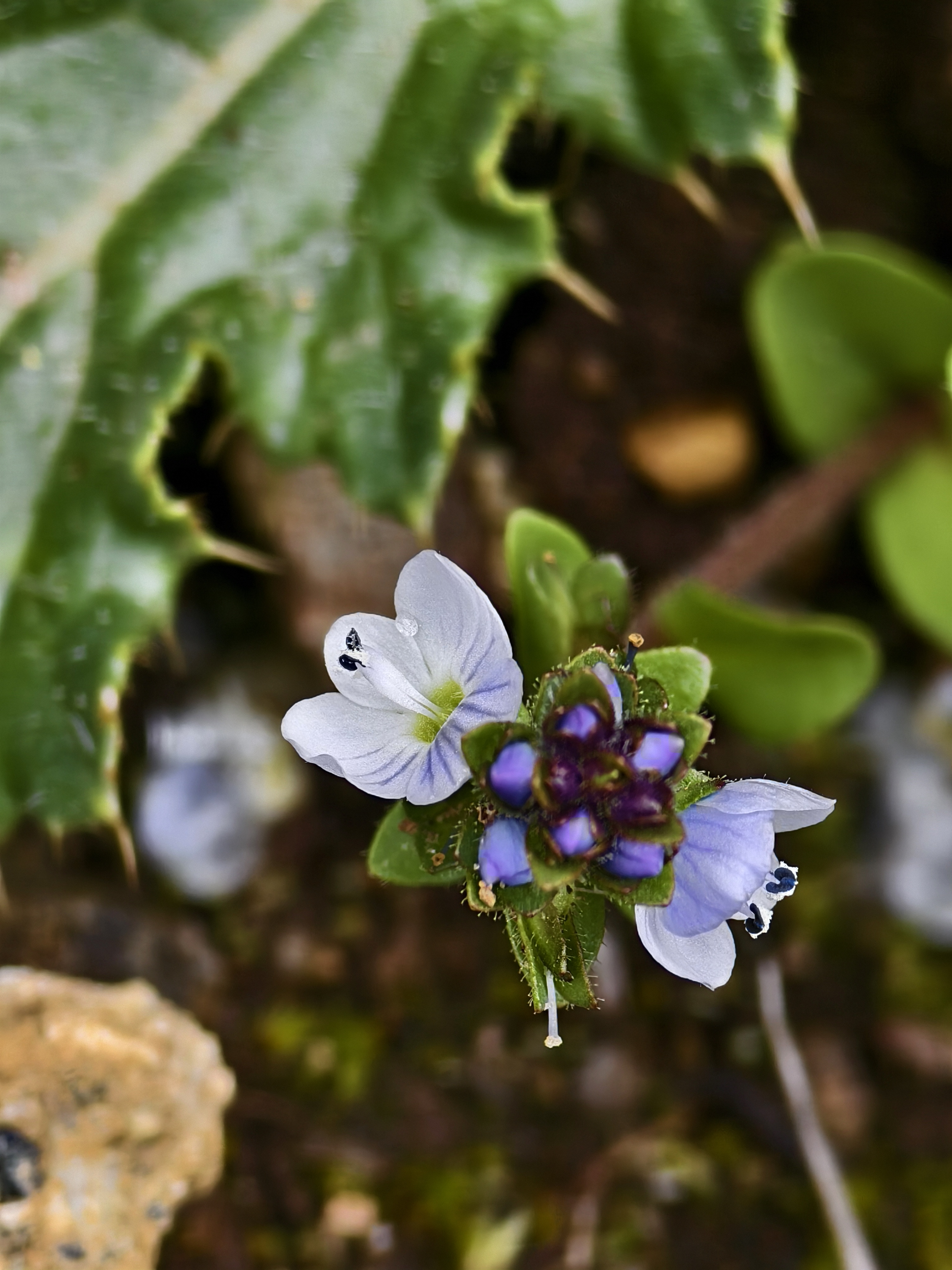 Xizang Snapshots: Do you know these flowers?
