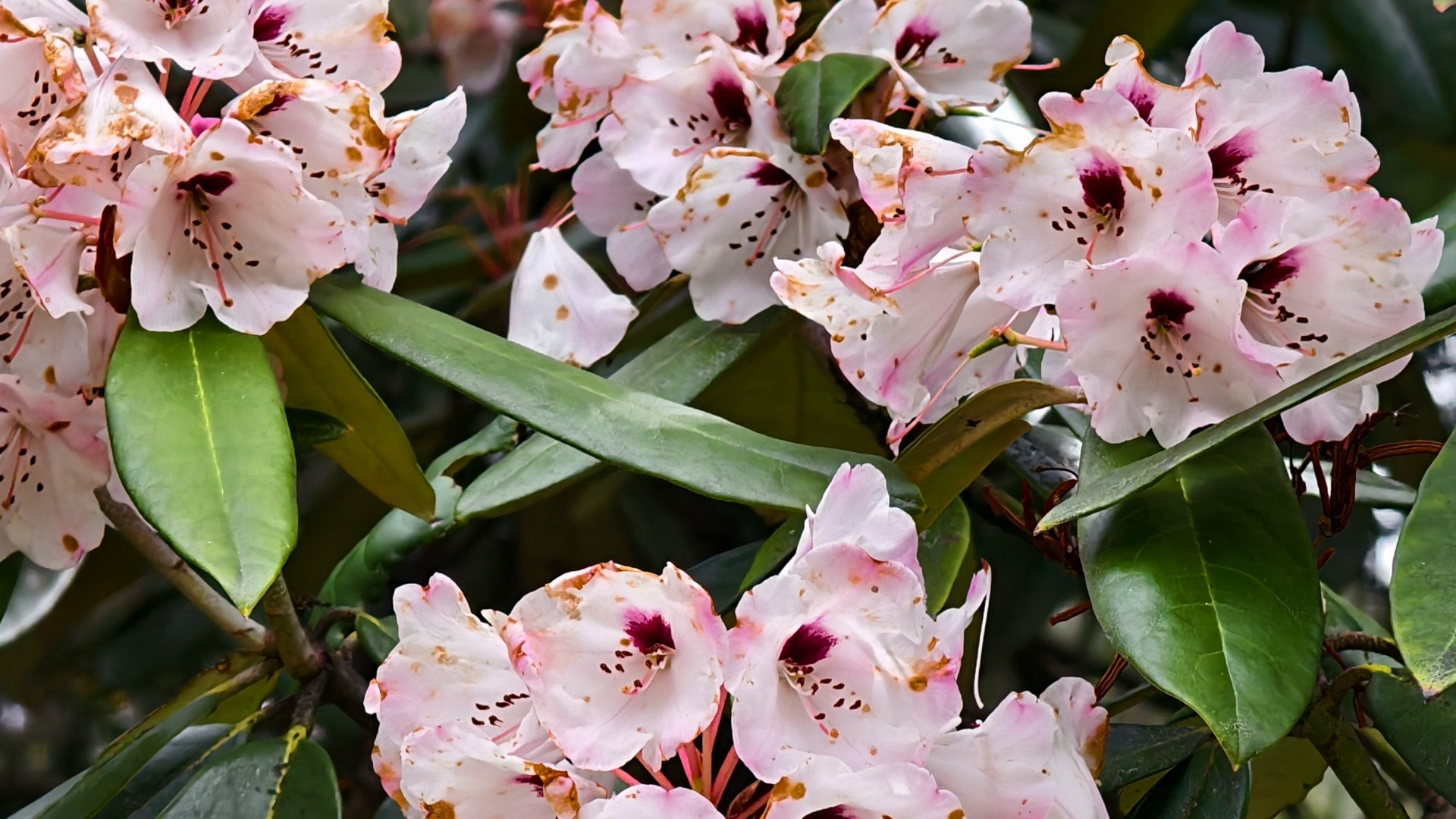 Xizang Snapshots: Do you know these flowers?