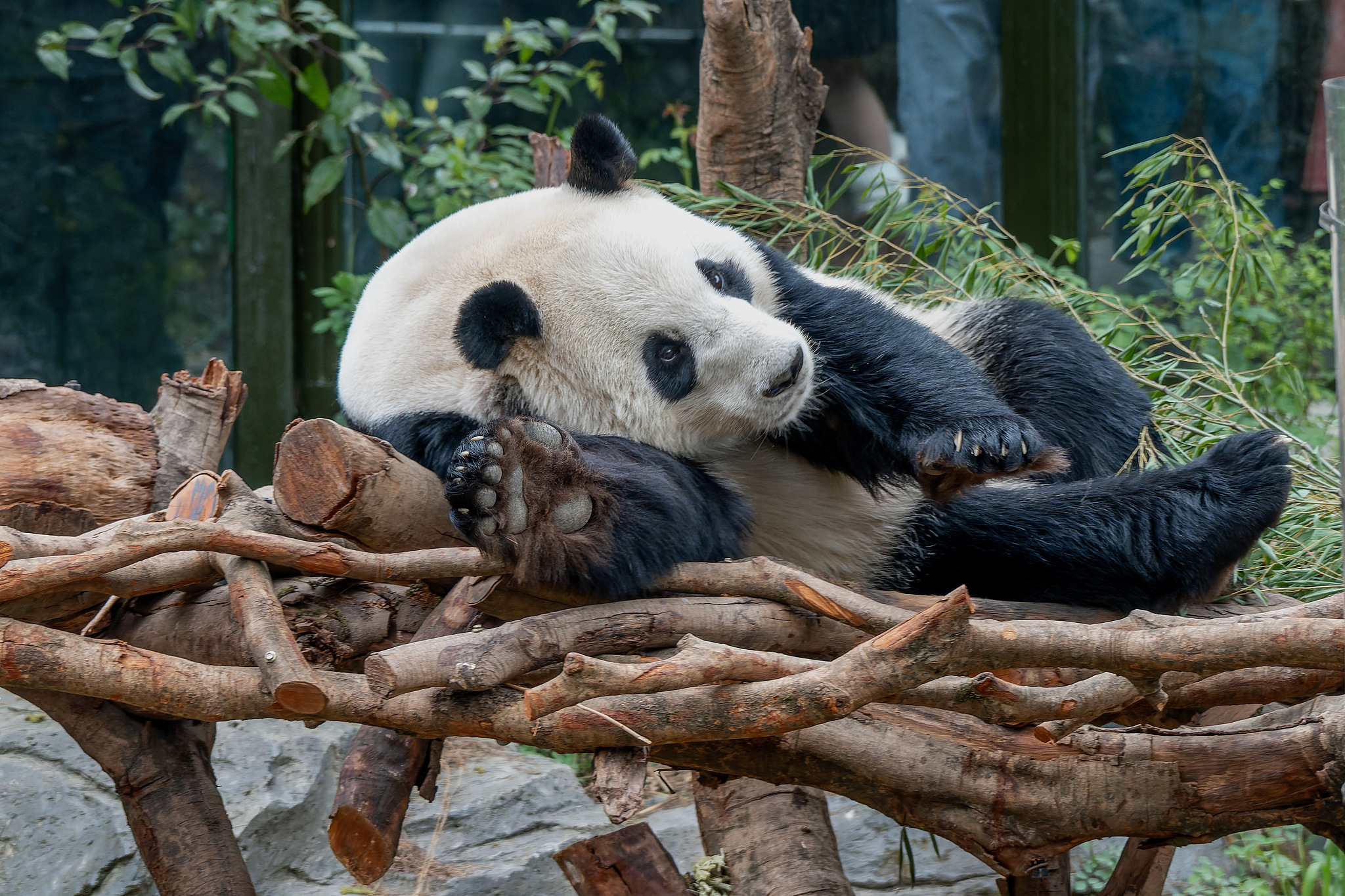 Giant panda Ping Ping is seen at the Hongshan Forest Zoo in Nanjing, Jiangsu Province, east China, March 29, 2025. /VCG