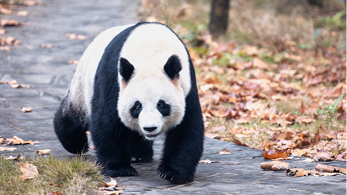 Giant panda Ping Ping plays outside in Yibin, southwestern China's Sichuan Province, December 6, 2025. /VCG