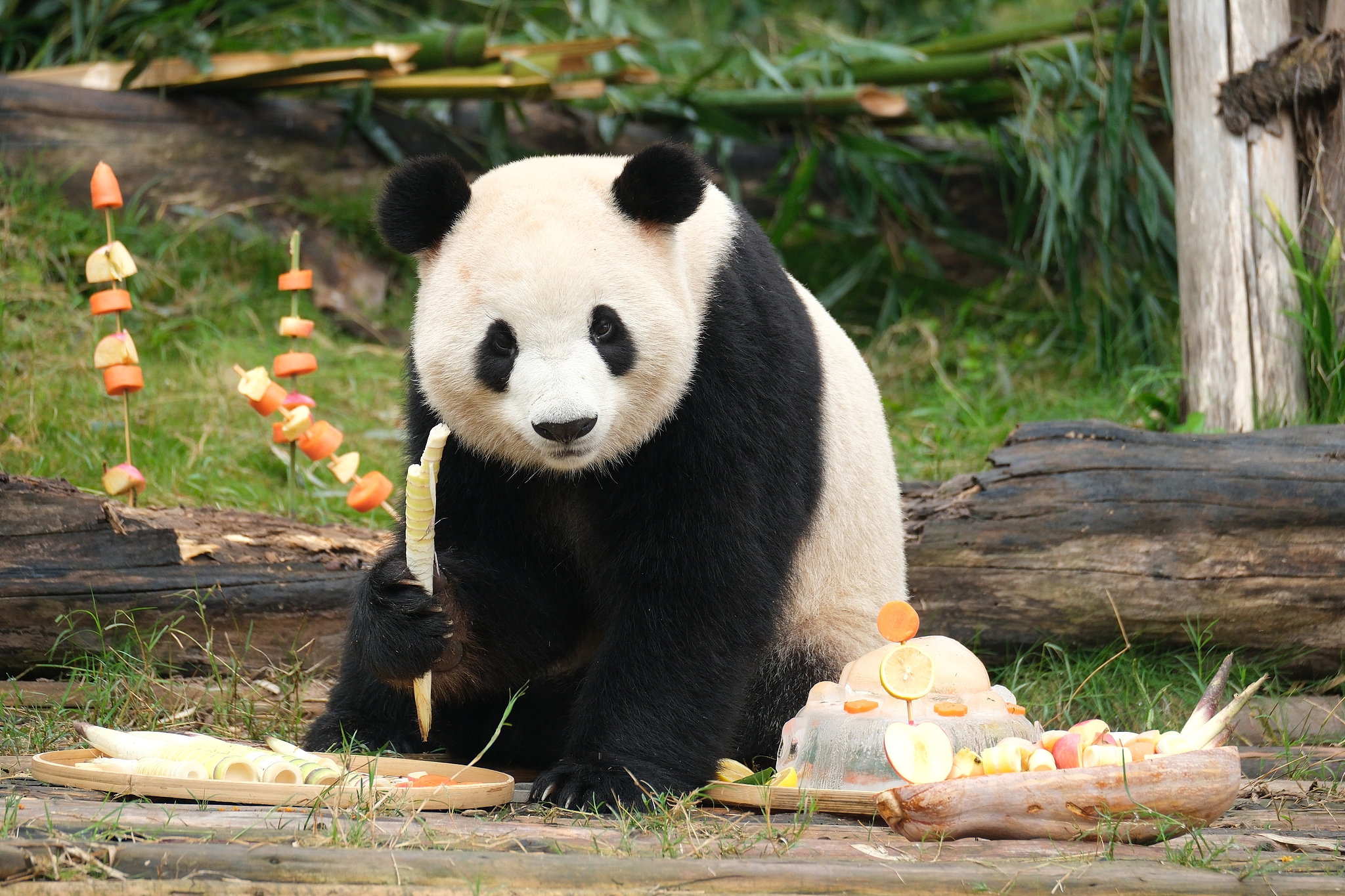 Giant panda Fu Shuang enjoys a birthday banquet at the Chengdu Research Base of Giant Panda Breeding in Sichuan Province, southwest China, October 18, 2023. /VCG