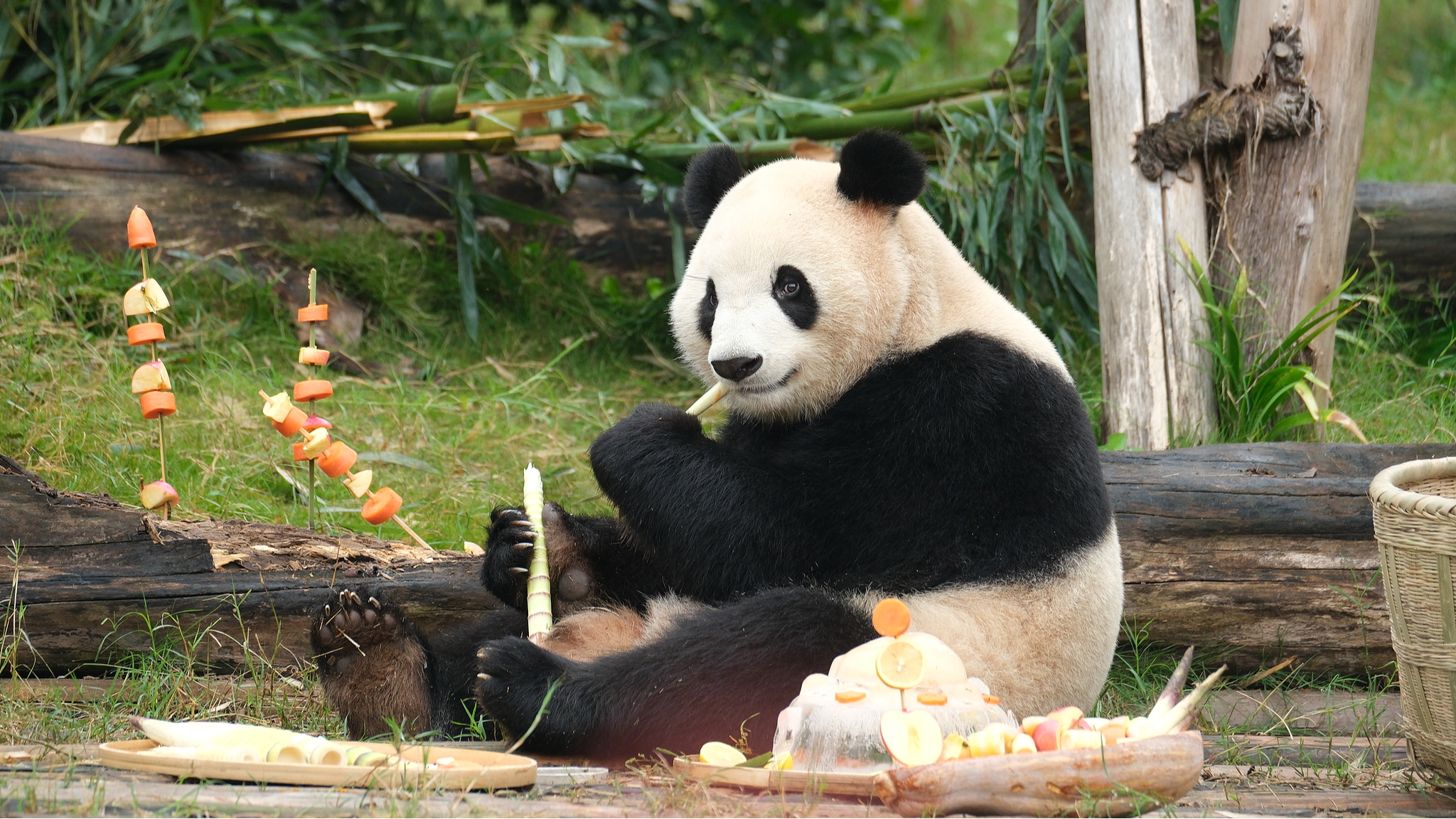China, US renew conservation cooperation on giant pandas