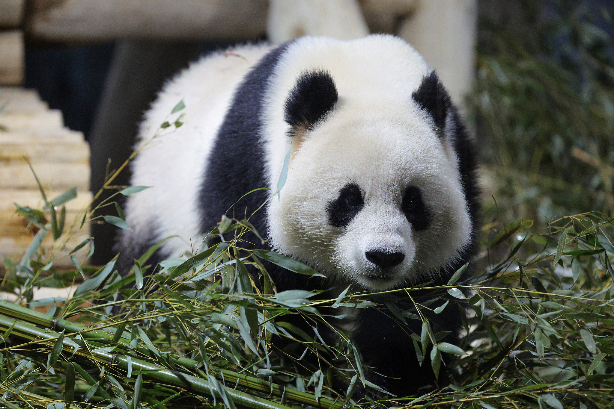 Giant panda Qing Bao is seen at the Smithsonian National Zoo in Washington DC, the US, January 28, 2025. /VCG