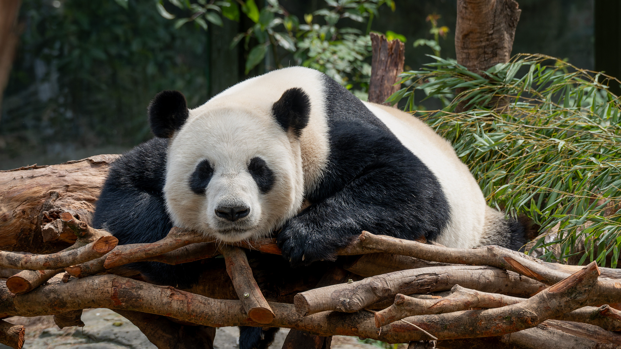 China, US renew conservation cooperation on giant pandas