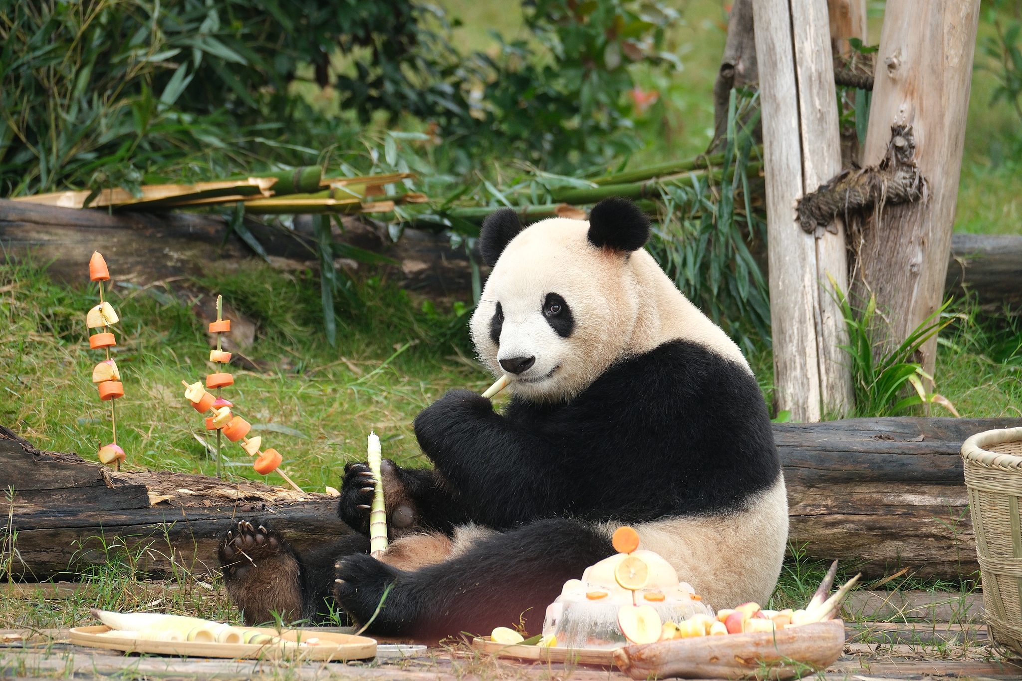 Giant panda Fu Shuang enjoys a birthday banquet at the Chengdu Research Base of Giant Panda Breeding in Sichuan Province, southwest China, October 18, 2023. /VCG