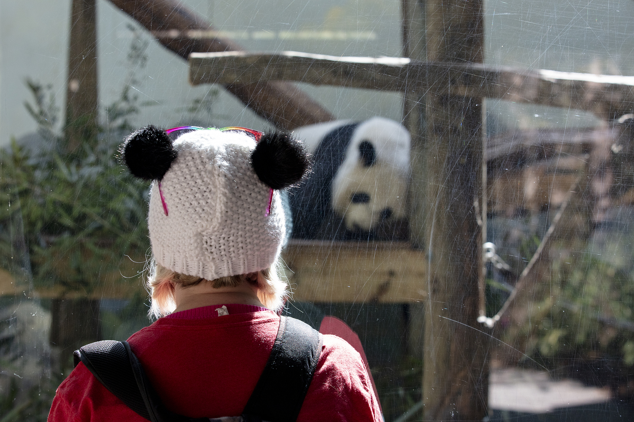 A visitor watches the giant pandas at Zoo Atlanta, Georgia, the US, February 2, 2024. /VCG
