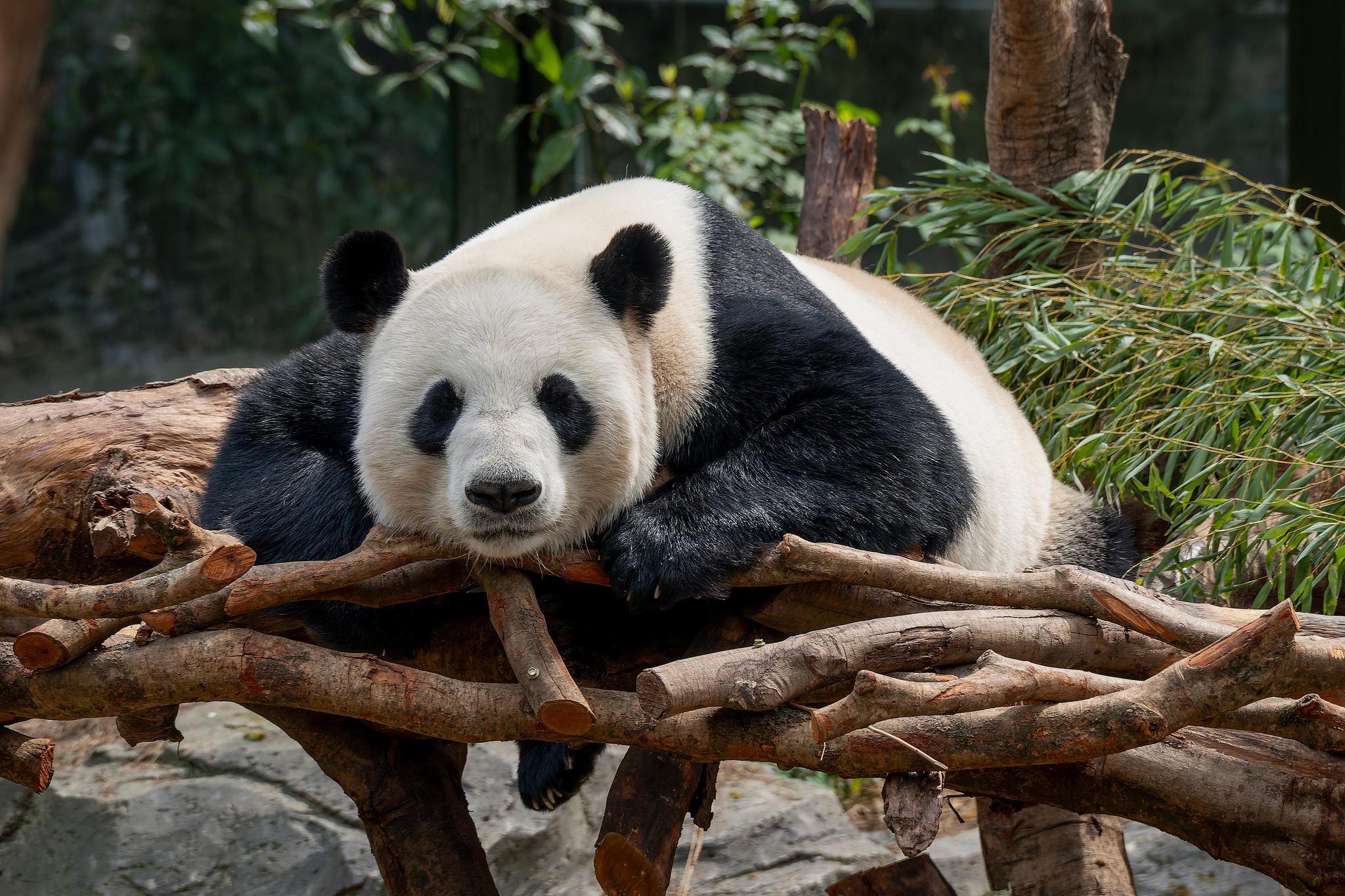 Giant panda Ping Ping is seen at the Hongshan Forest Zoo in Nanjing, Jiangsu Province, east China, March 29, 2025. /VCG
