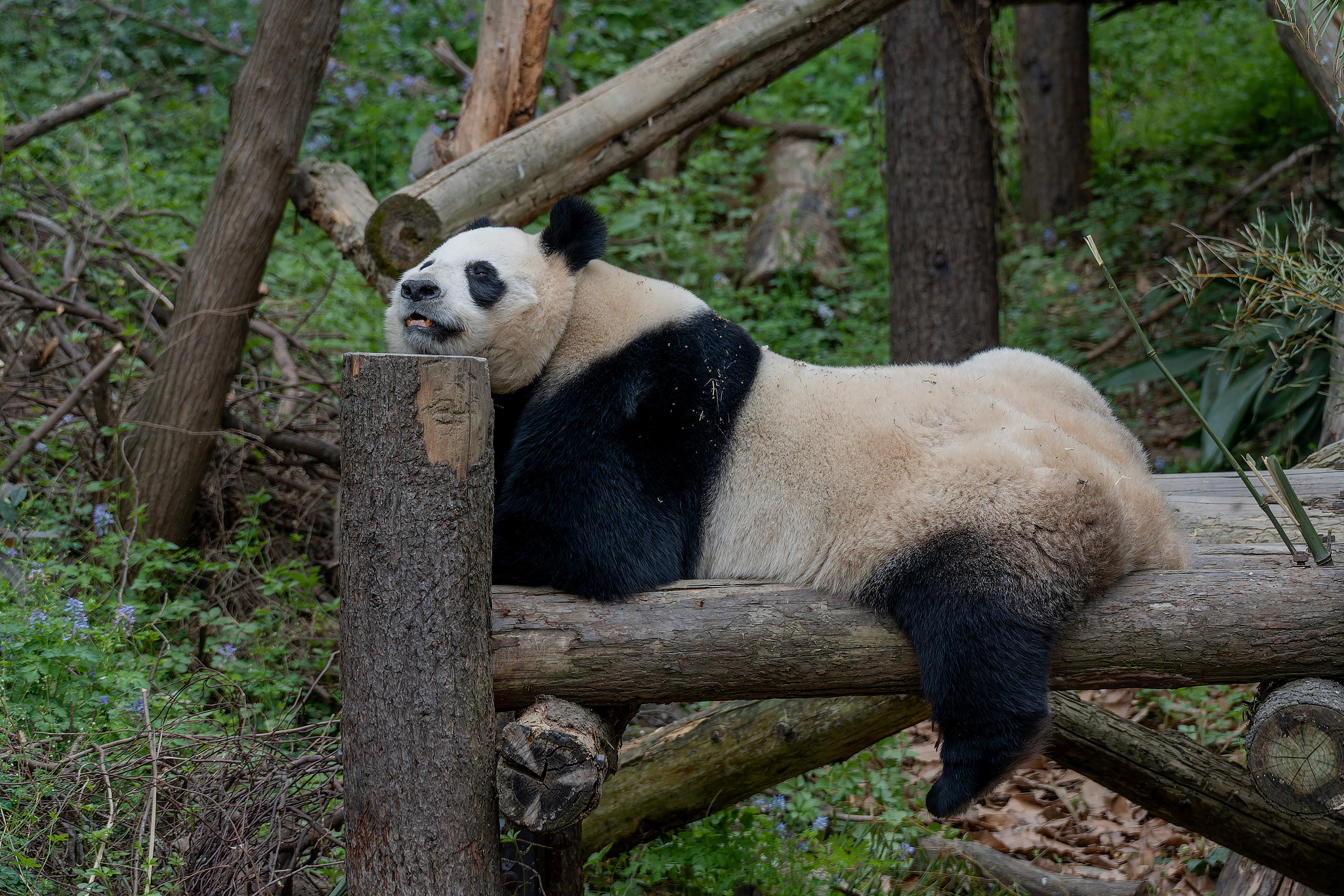Giant panda Ping Ping is seen at the Hongshan Forest Zoo in Nanjing, Jiangsu Province, east China, March 29, 2025. /VCG