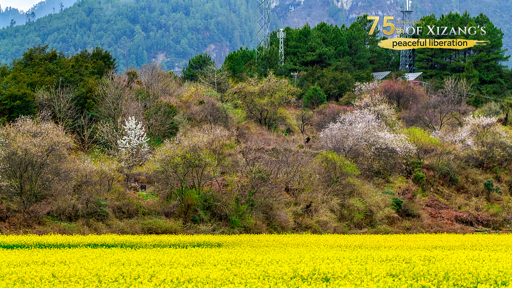 Blooming rapeseed fields with signal towers in the distance, Nyingchi, southwest China's Xizang Autonomous Region, April 4, 2025. /VCG