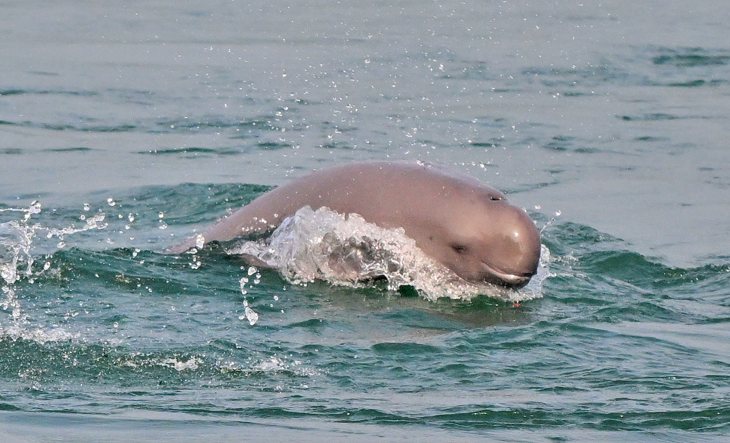 A Yangtze finless porpoise is spotted in the Yangtze River in Yichang, Hubei Province, central China, April 25, 2026. /VCG
