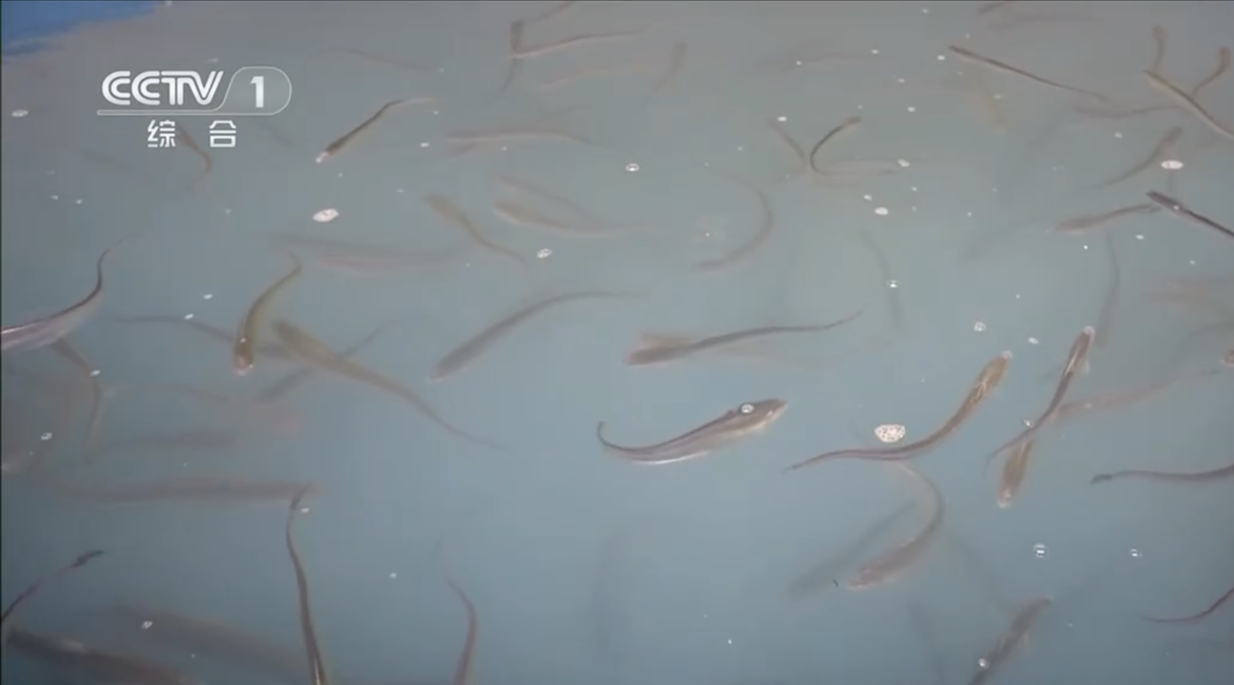 Artificially bred Chinese tapertail anchovies in Jiangsu Province, east China, May 11, 2026. /China Media Group